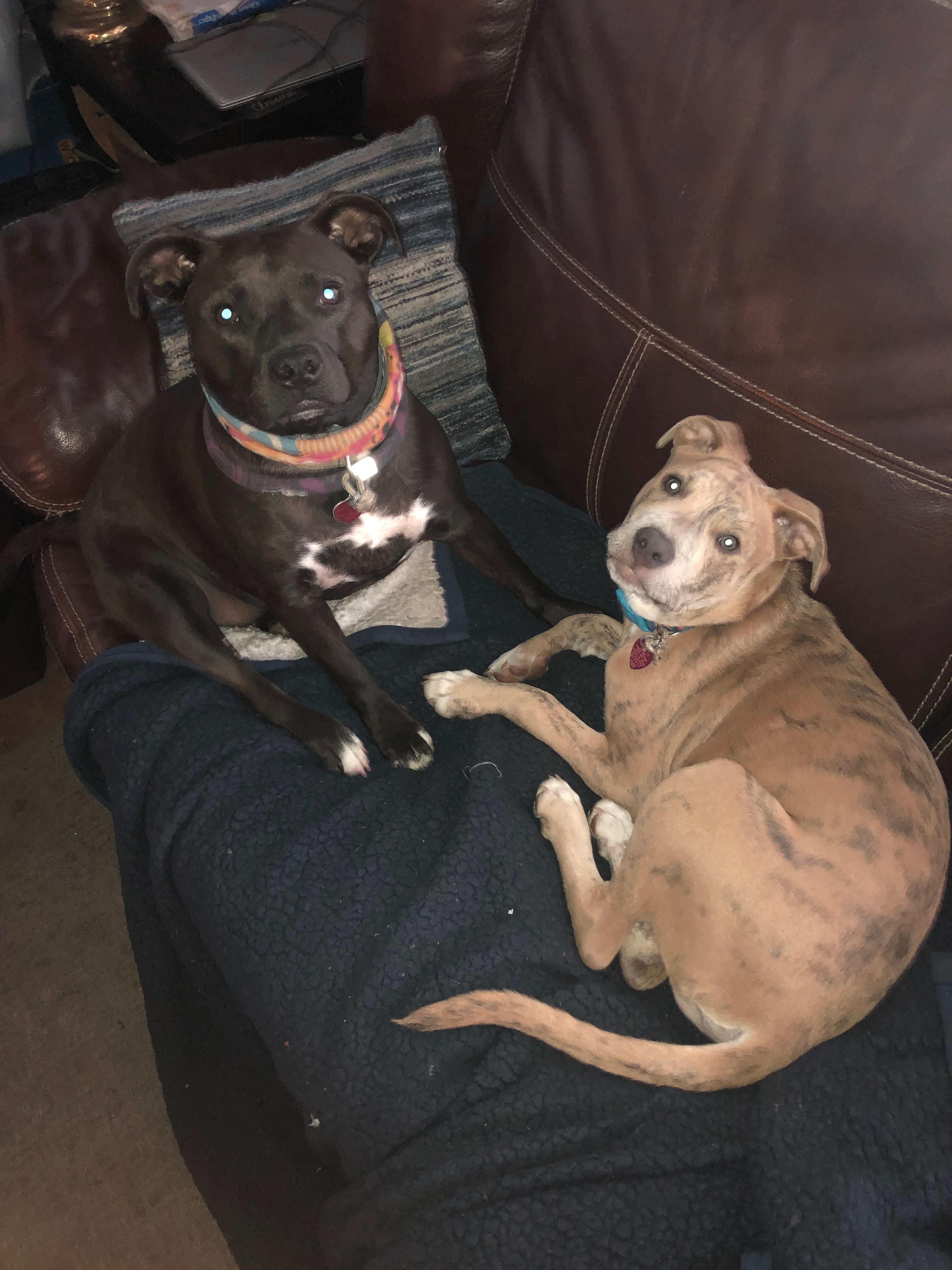 Save Blu: Becky’s Beloved Rescue Dog campaign photo, 4 of 7