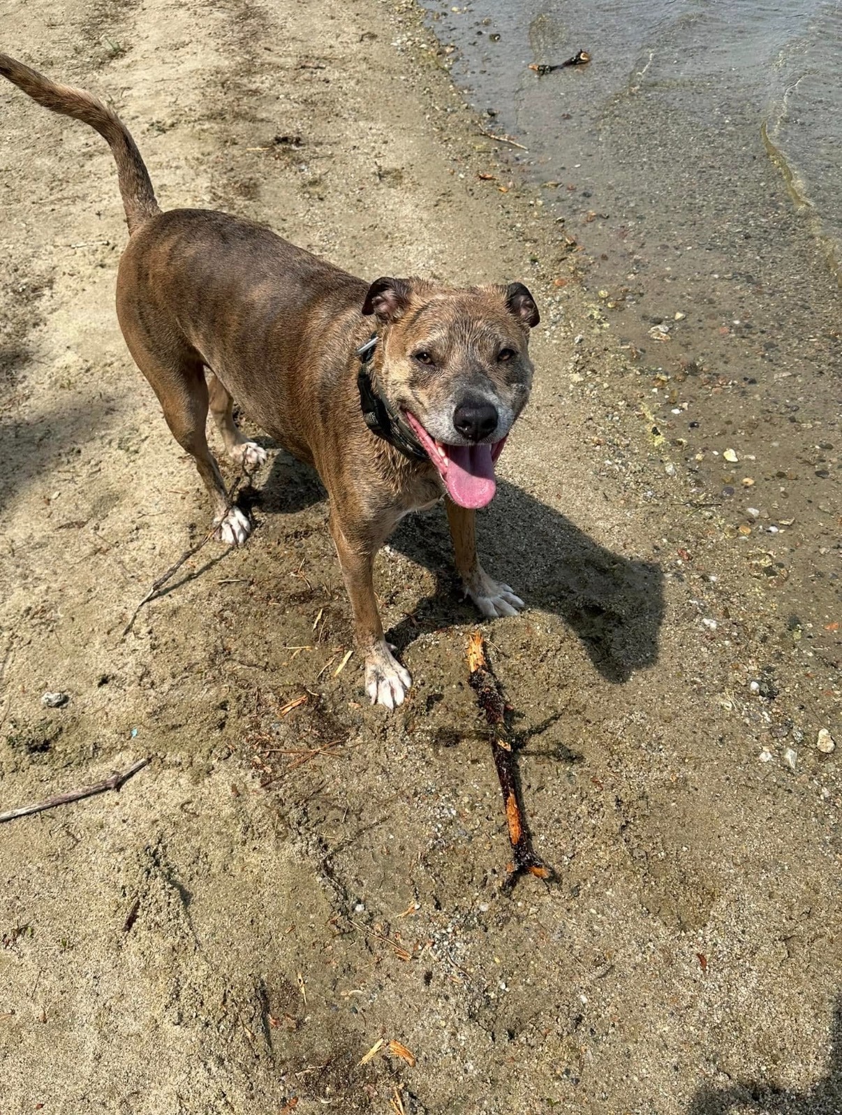 Save Blu: Becky’s Beloved Rescue Dog campaign photo, 6 of 7