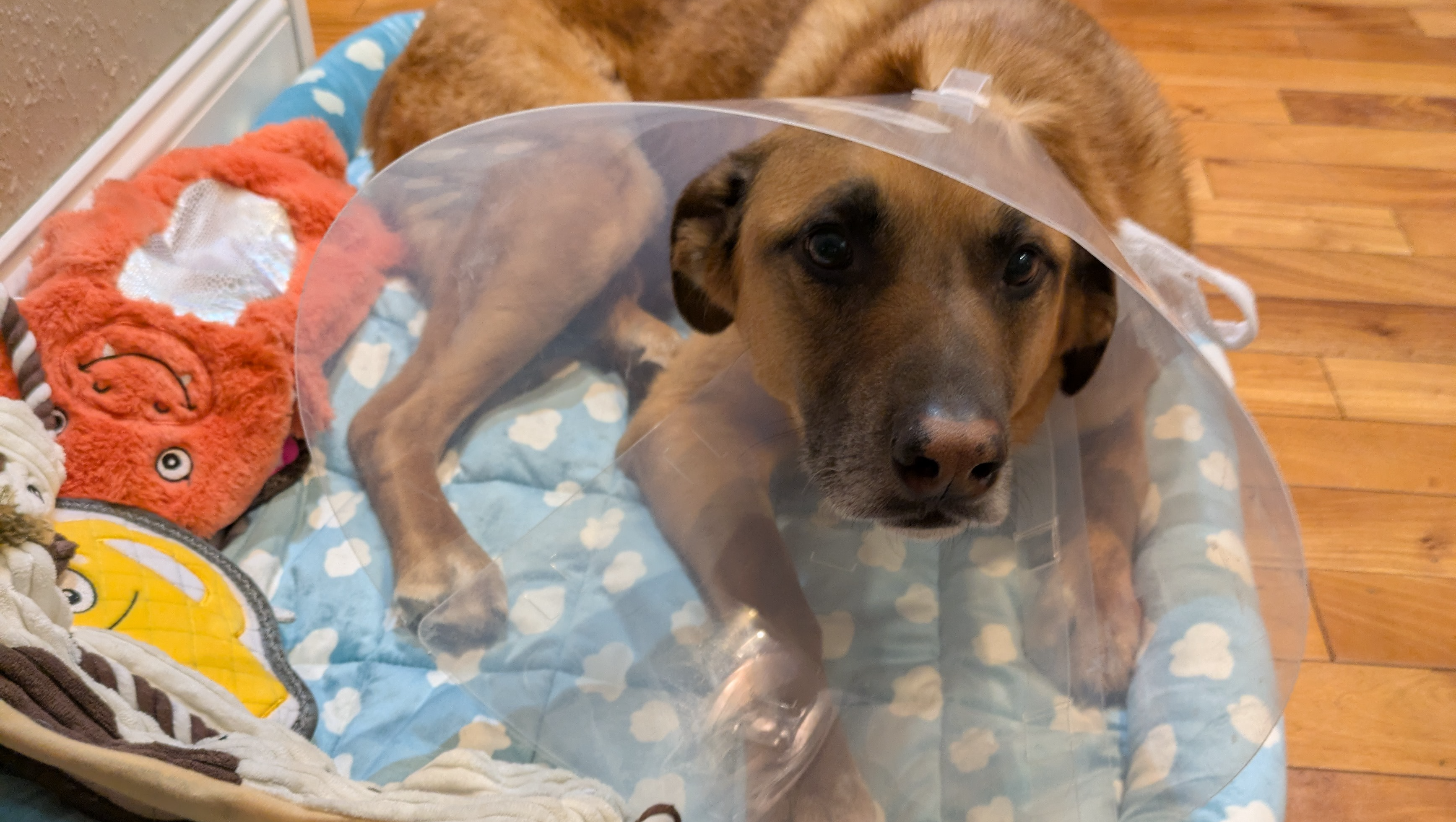 Help Wade Heal After Accident