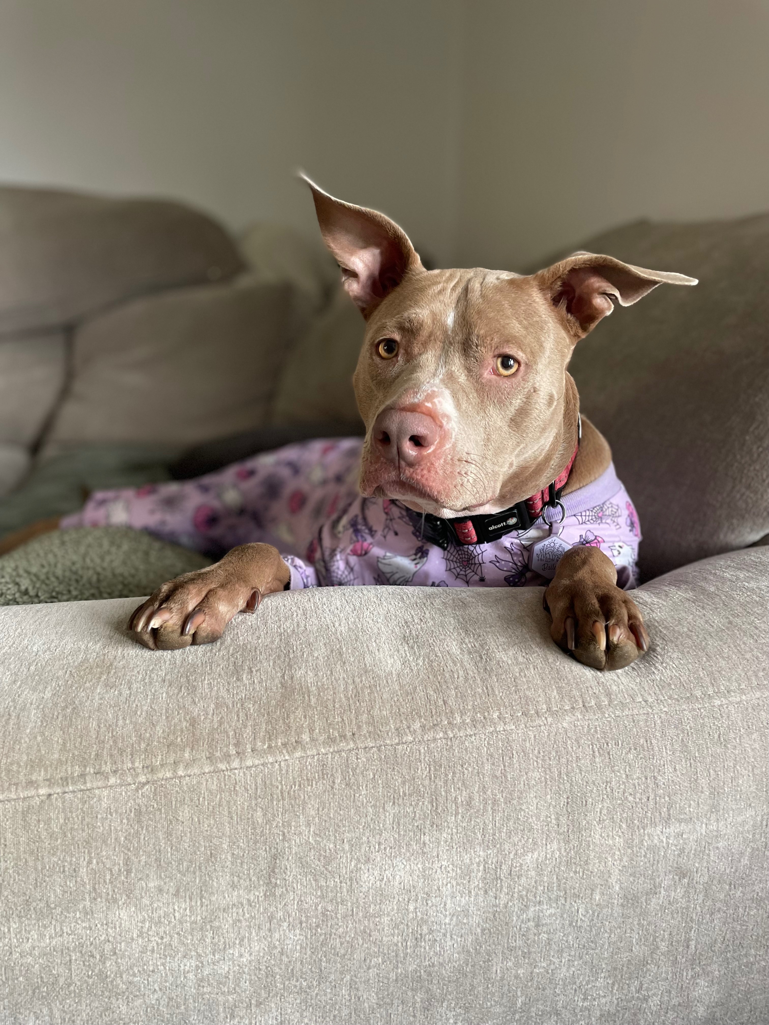 Help Bailey Walk Again Before Our Baby Arrives campaign photo, 2 of 8