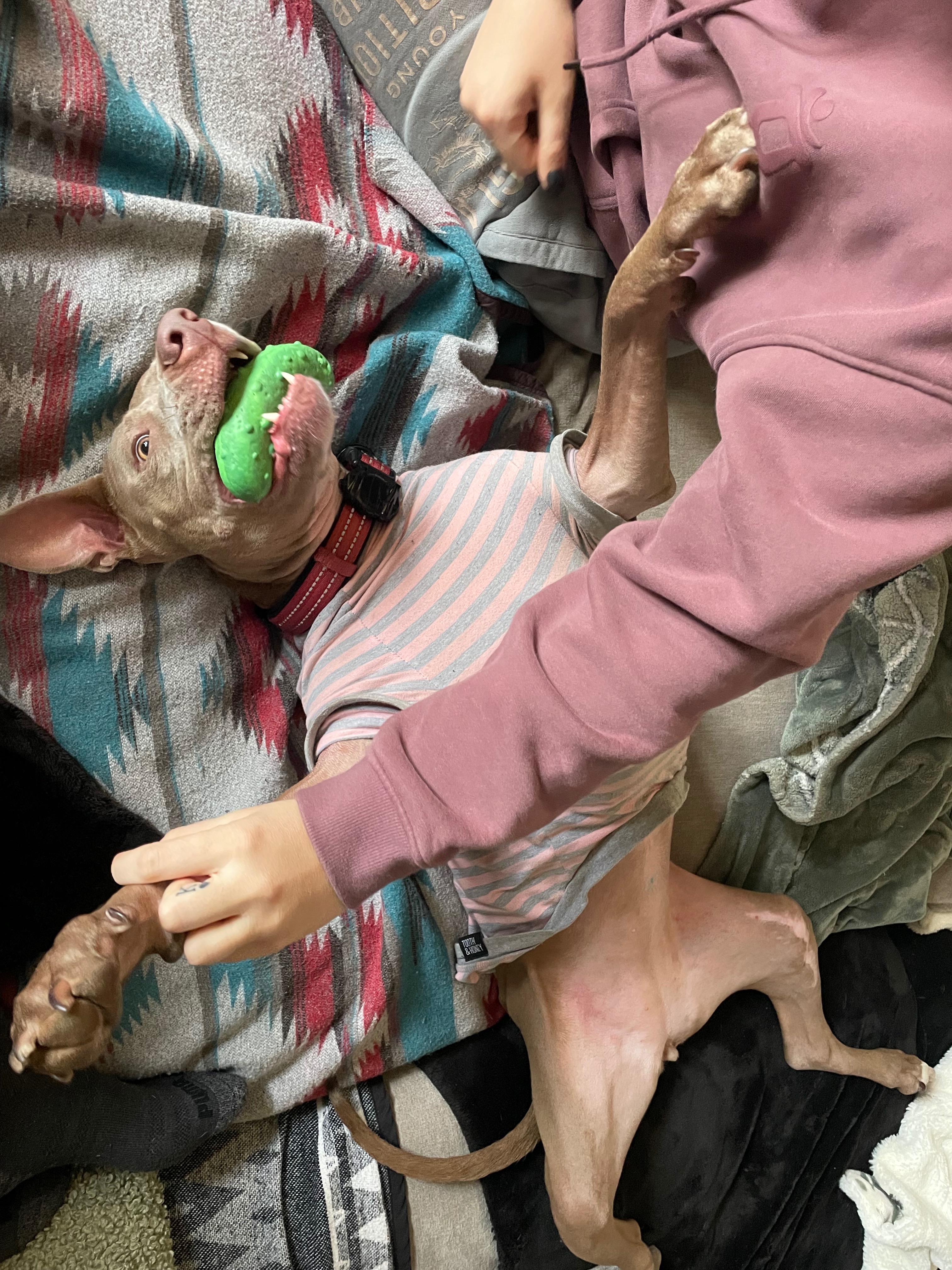Help Bailey Walk Again Before Our Baby Arrives campaign photo, 4 of 8