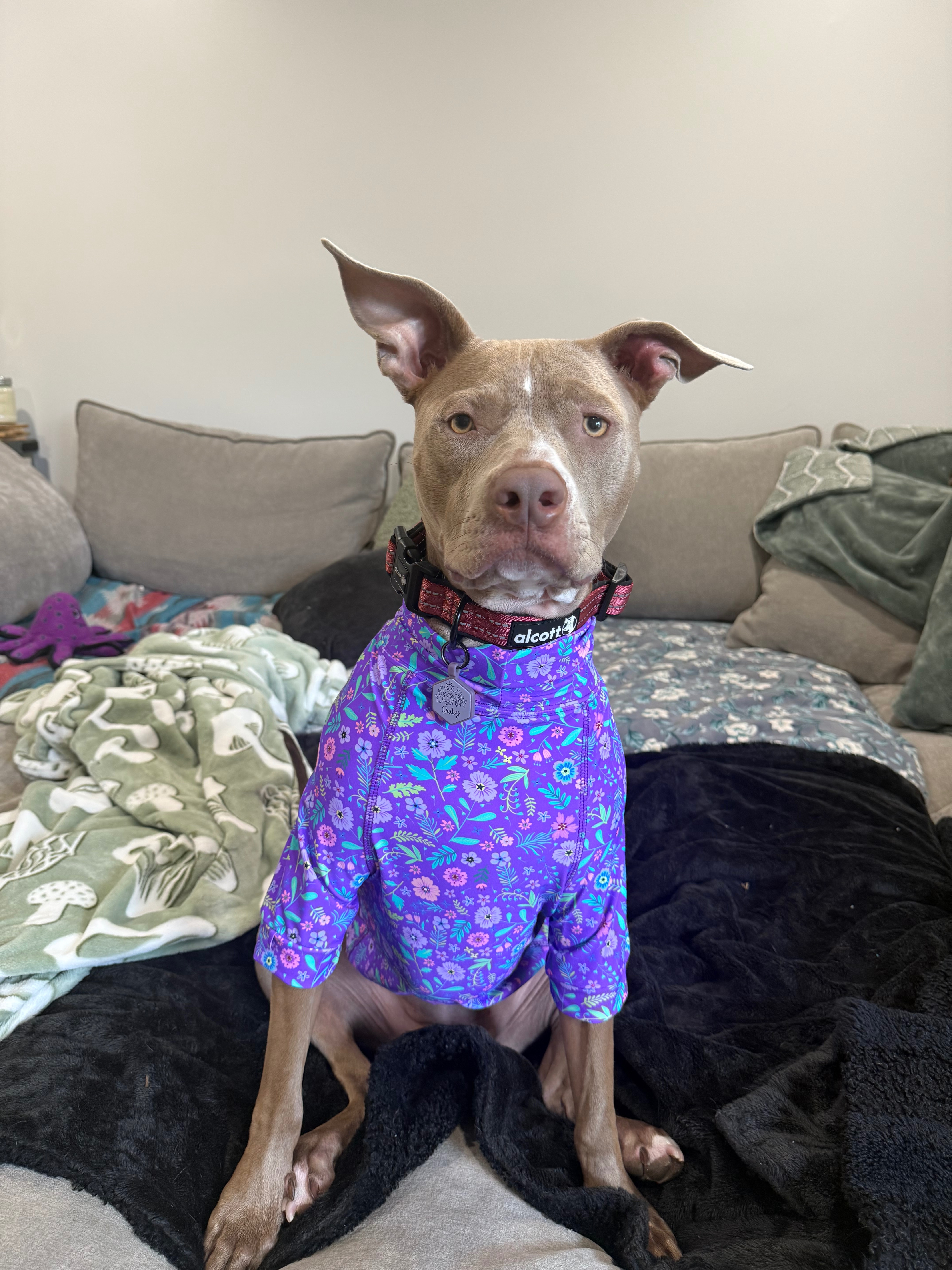 Help Bailey Walk Again Before Our Baby Arrives campaign photo, 6 of 8