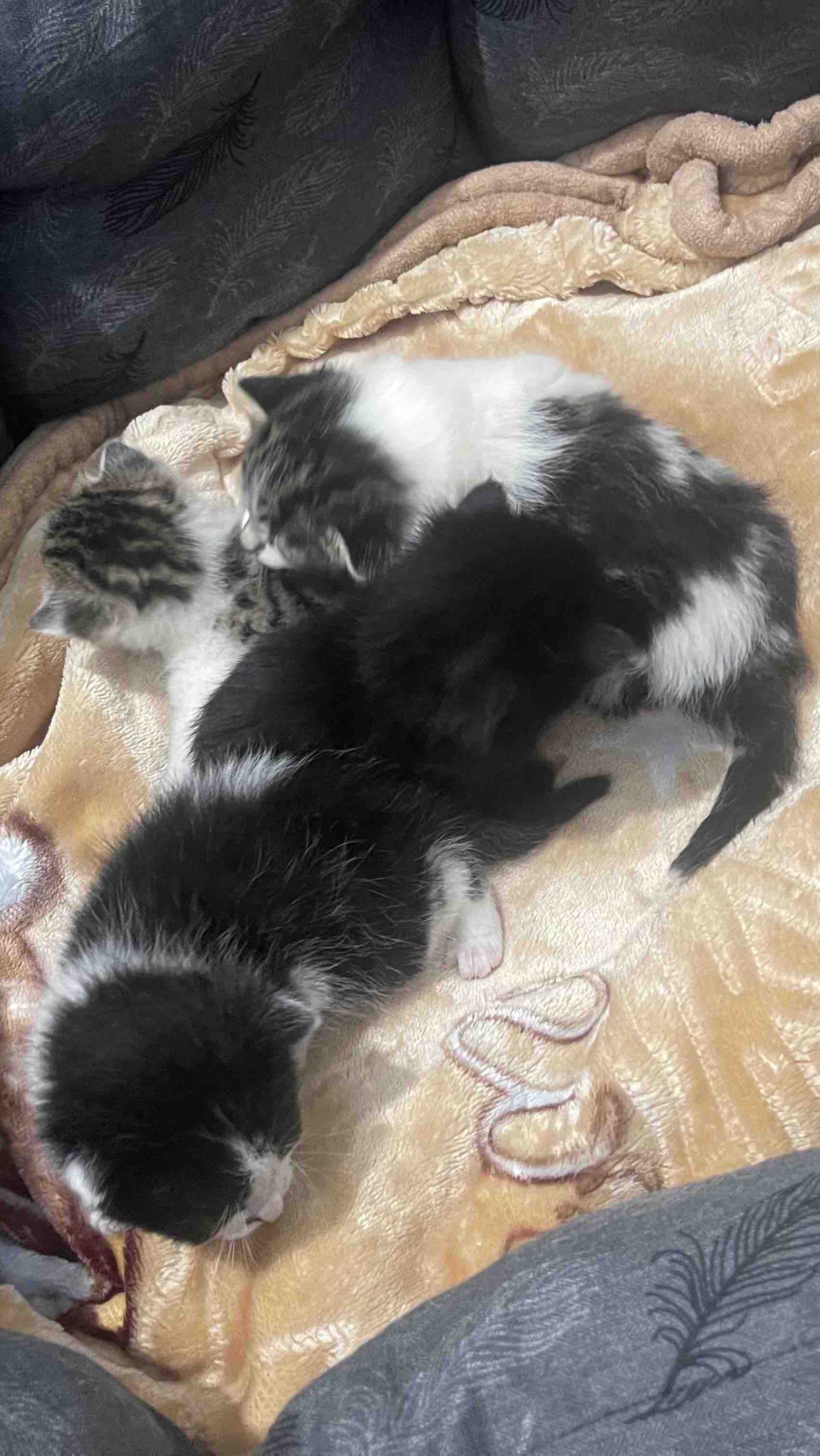 Help Feed & Care for Stray Cats photo