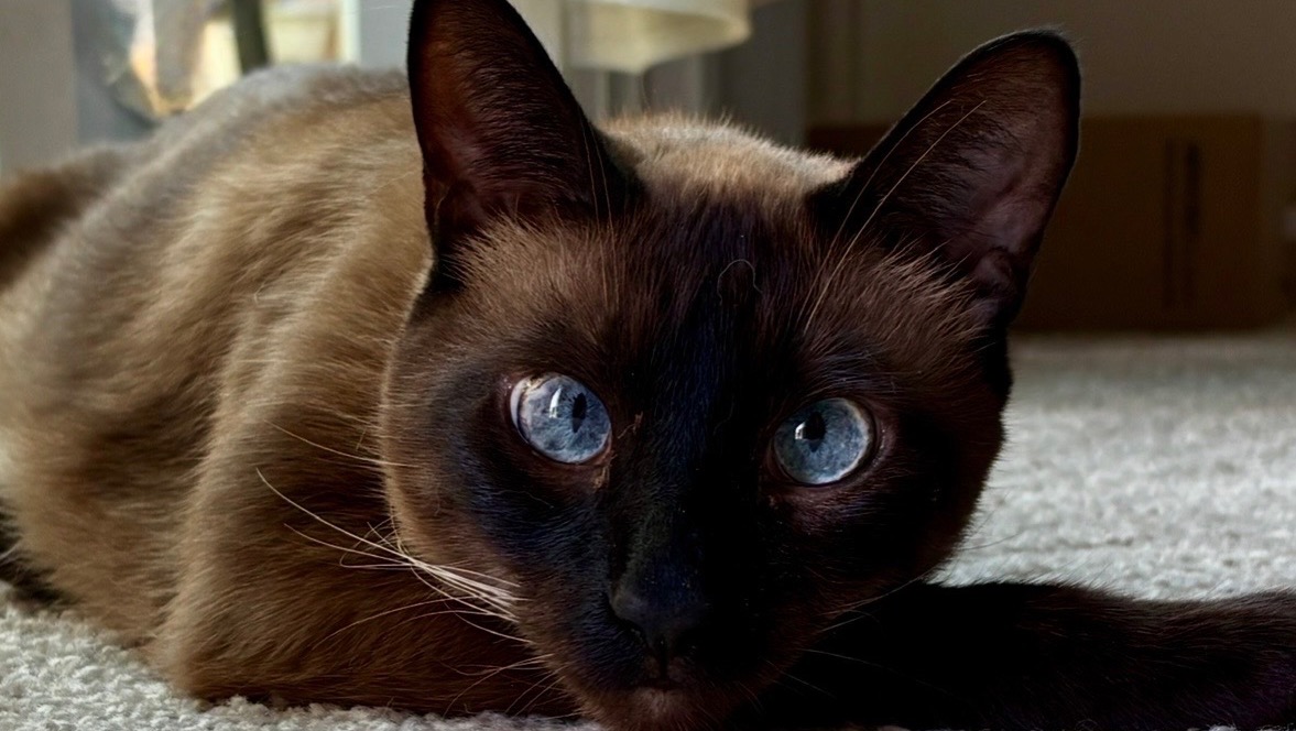 Help us save Tatt’s Life