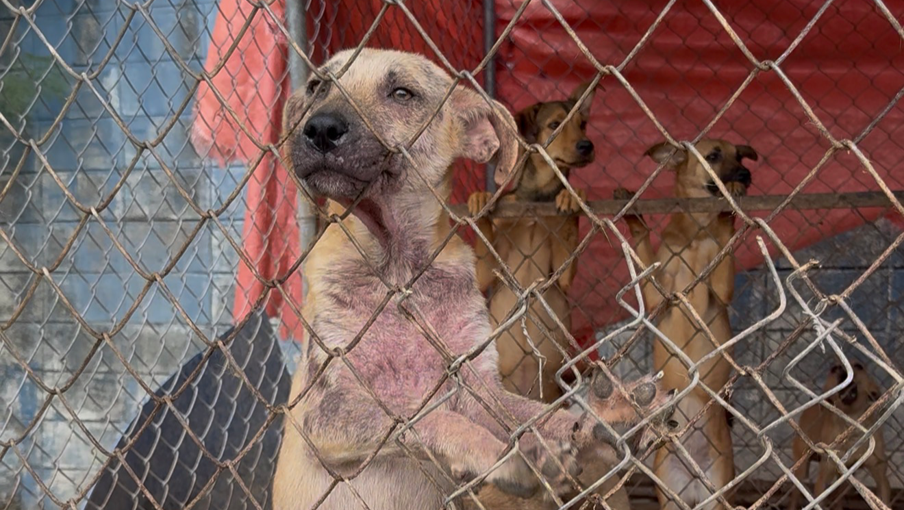 Help Us Change the Fate of Thousands of Dogs