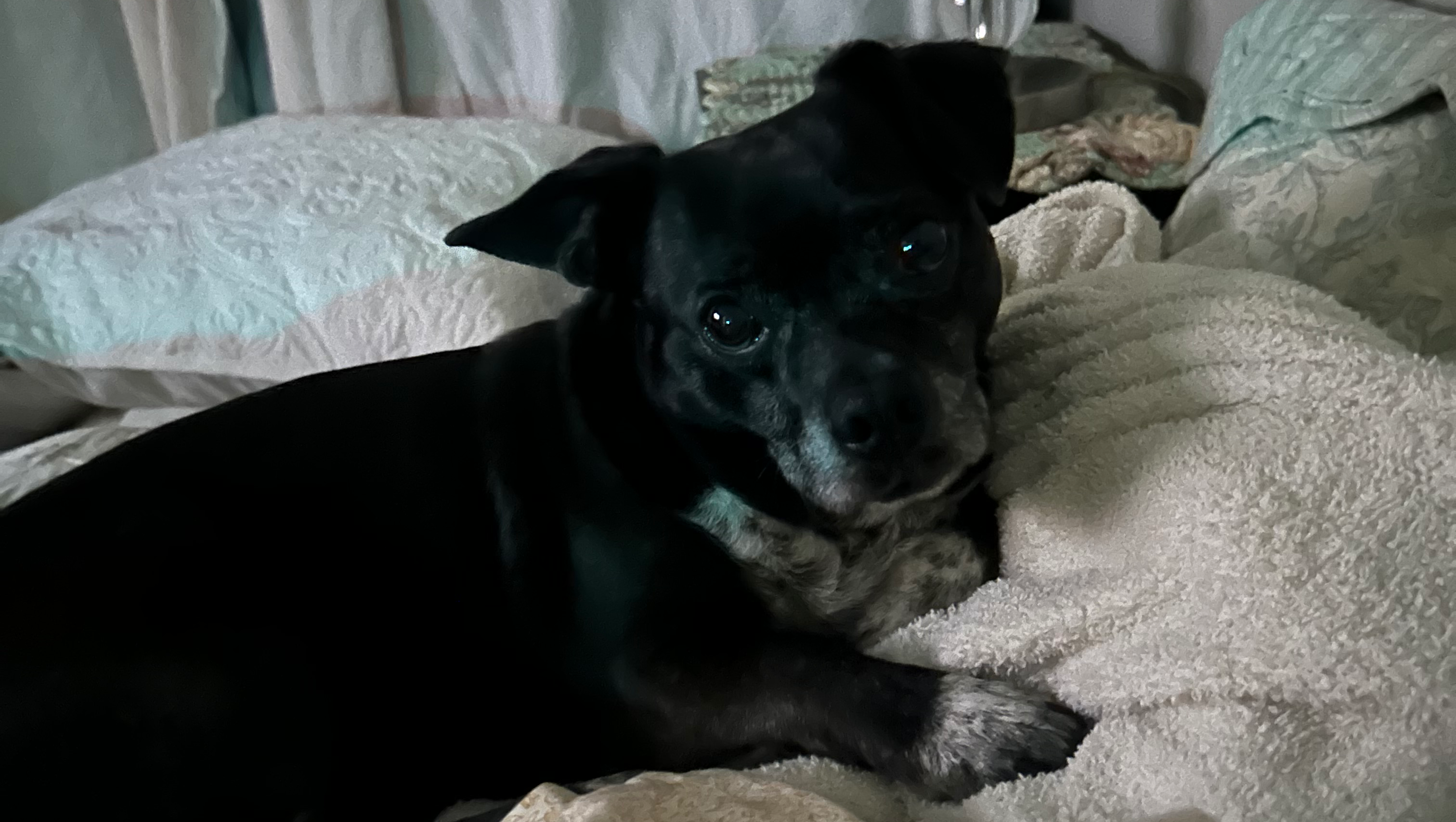 Help Corky Get Urgent Vet Care photo