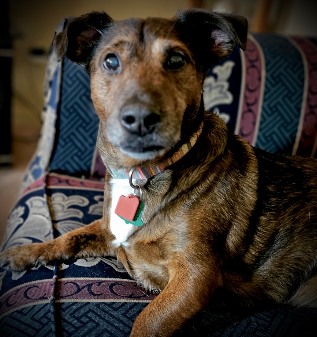 Help Bear Fight Kidney Failure campaign photo, 5 of 7