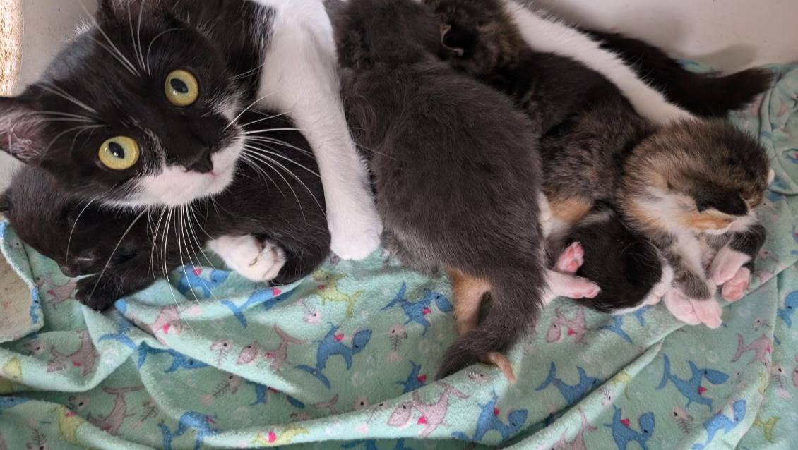Southwest Middlesex Animal Shelter Rescue Efforts