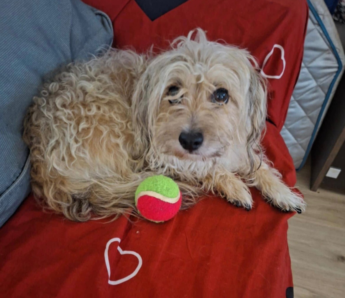 I Lost Everything! Help Me Get Home With My Dog campaign photo, 2 of 5