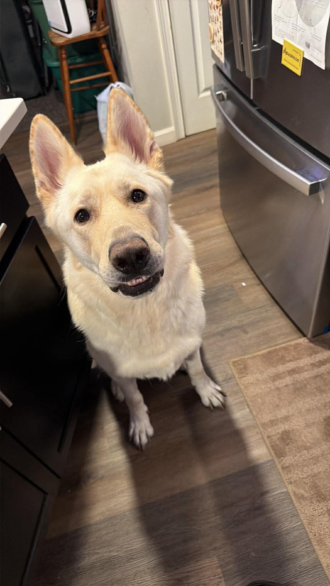 Help Zephyr Get Life-Saving Surgery campaign photo, 6 of 7
