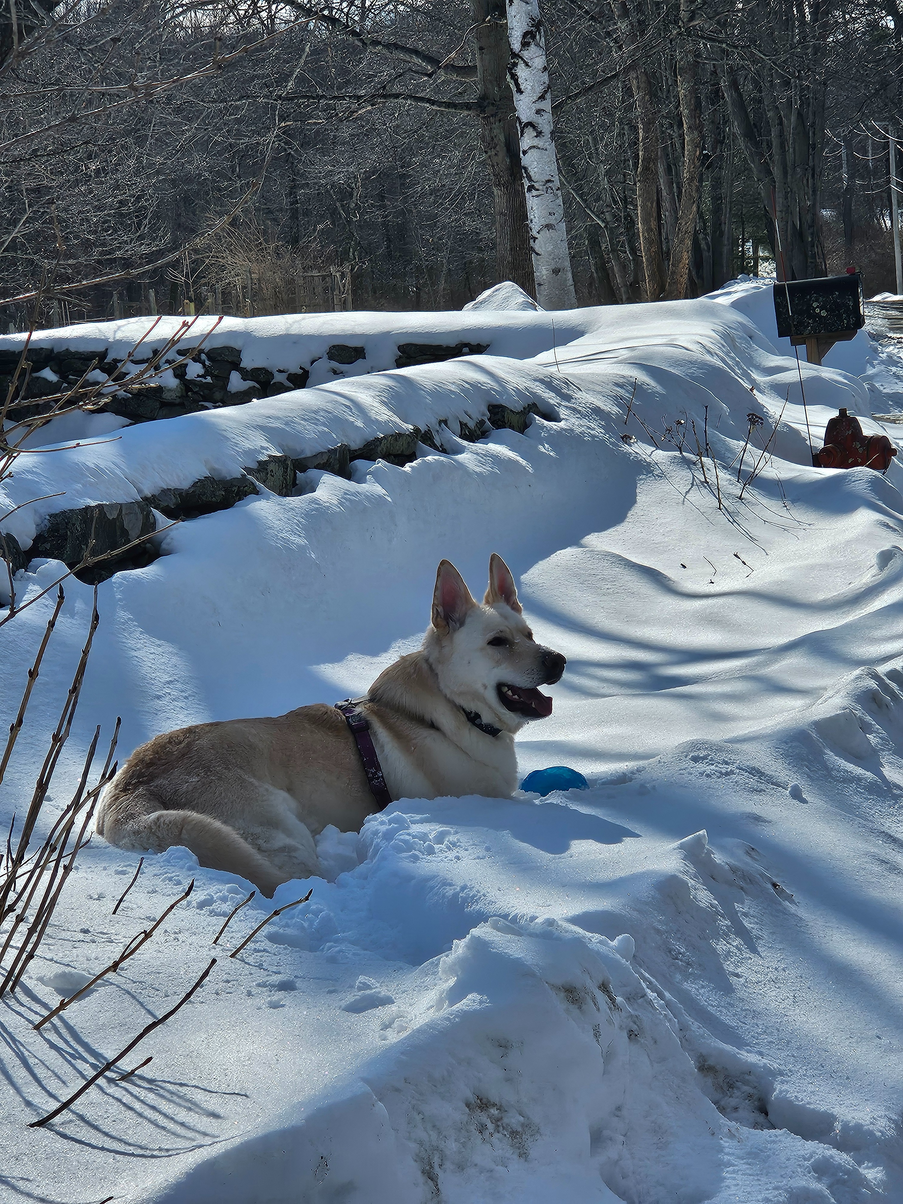Help Zephyr Get Life-Saving Surgery campaign photo, 5 of 7