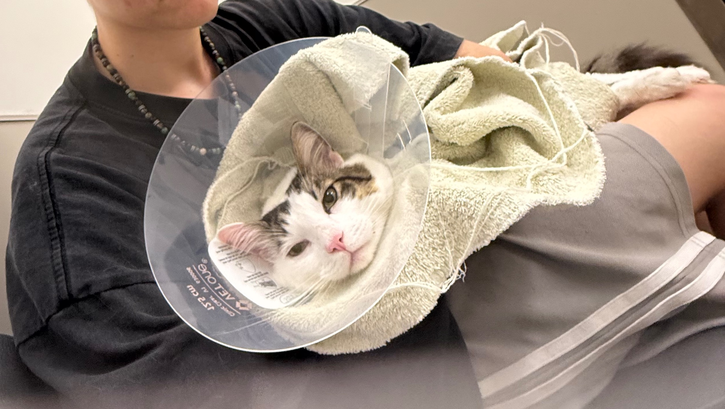 Help Nirvana Get Lifesaving Care photo