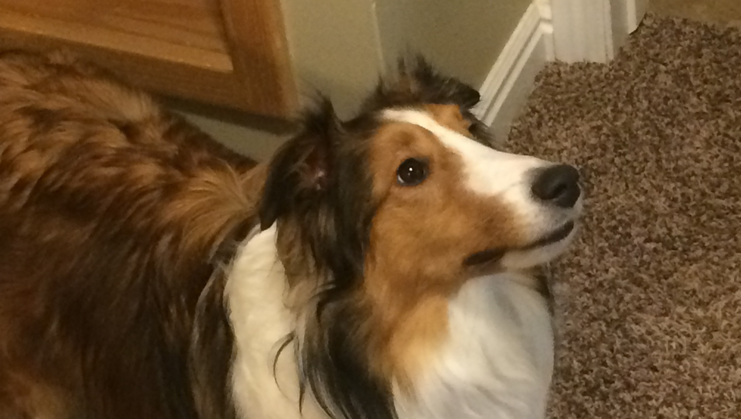 Save Gandalf: Urgent Surgery Needed photo