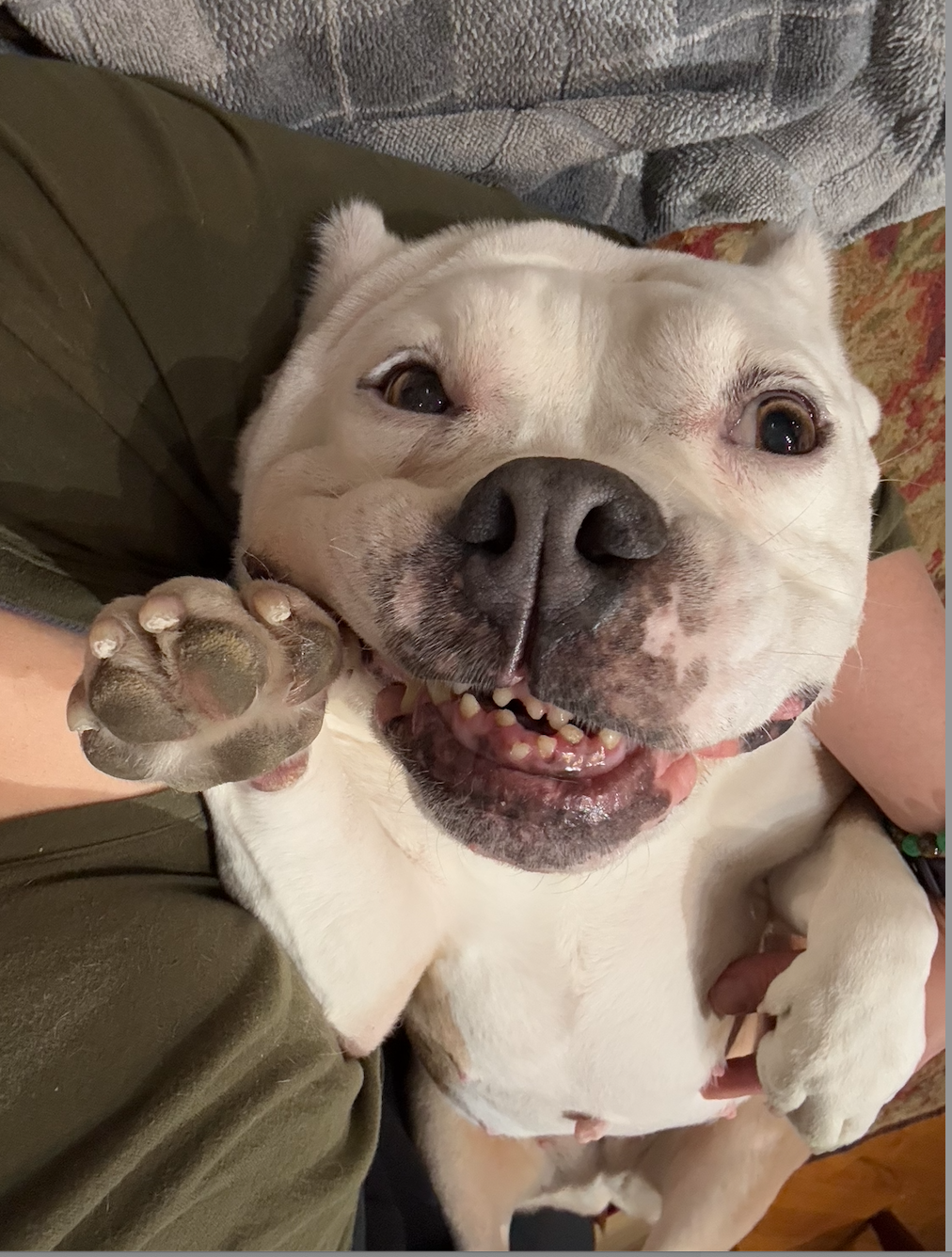 Aid for Marge's Unexpected Vet Expenses campaign photo, 2 of 7