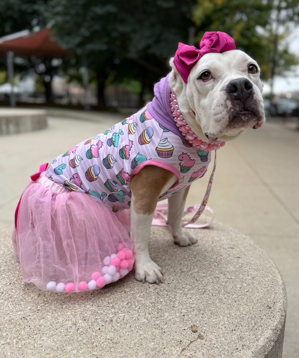 Aid for Marge's Unexpected Vet Expenses campaign photo, 4 of 7
