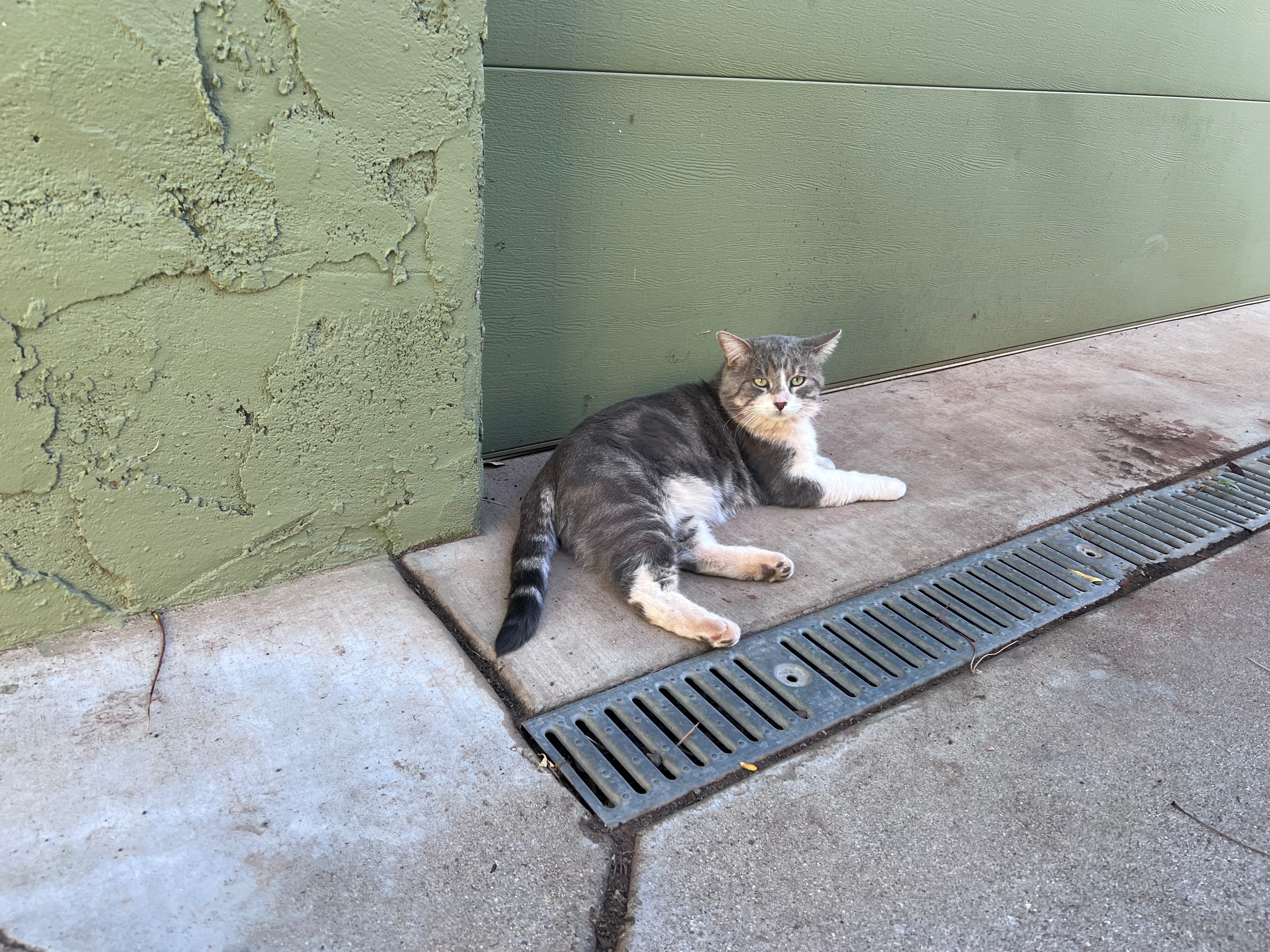 A Safe Haven for Buster: Your Help Needed campaign photo, 4 of 8