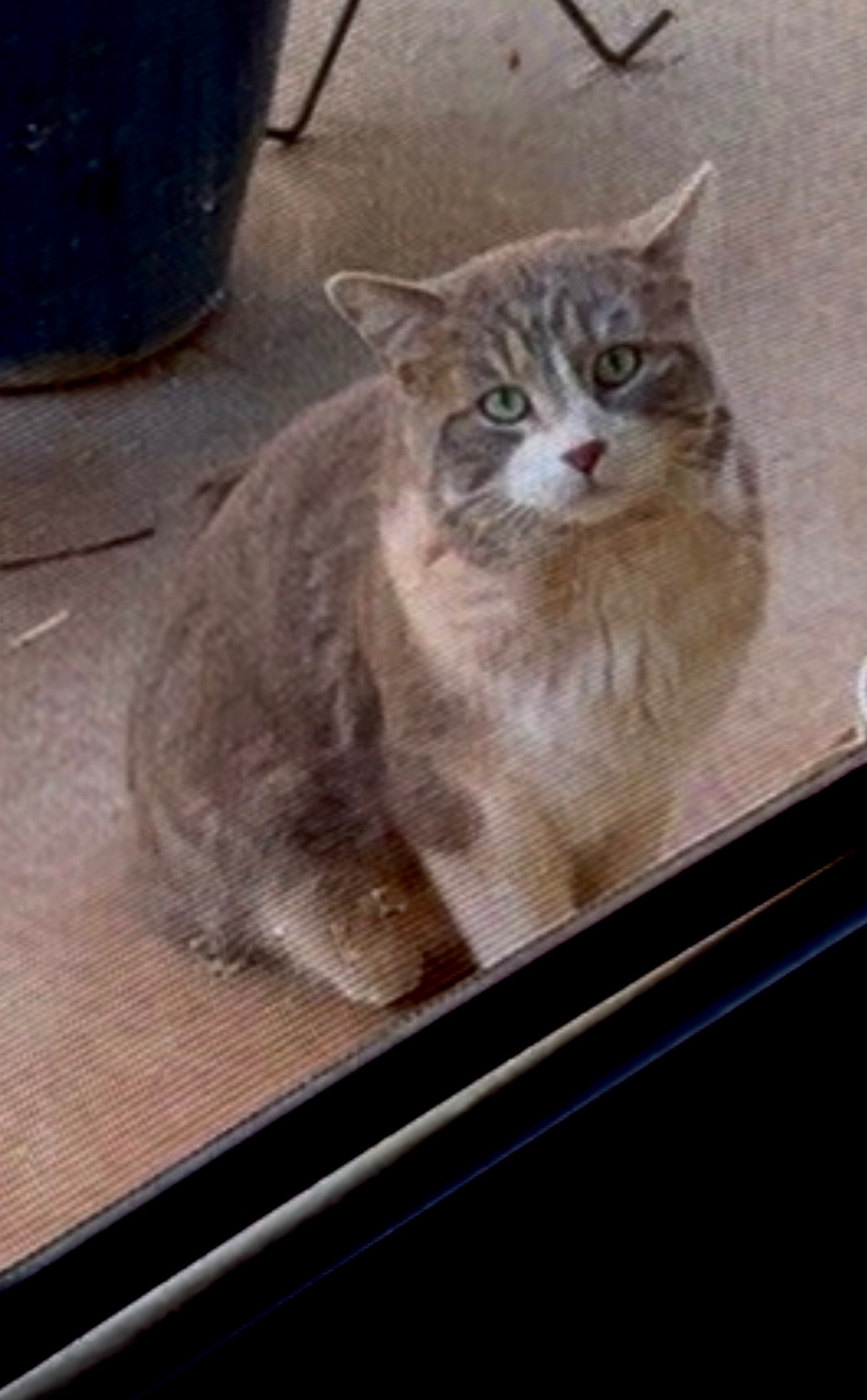 A Safe Haven for Buster: Your Help Needed campaign photo, 6 of 8