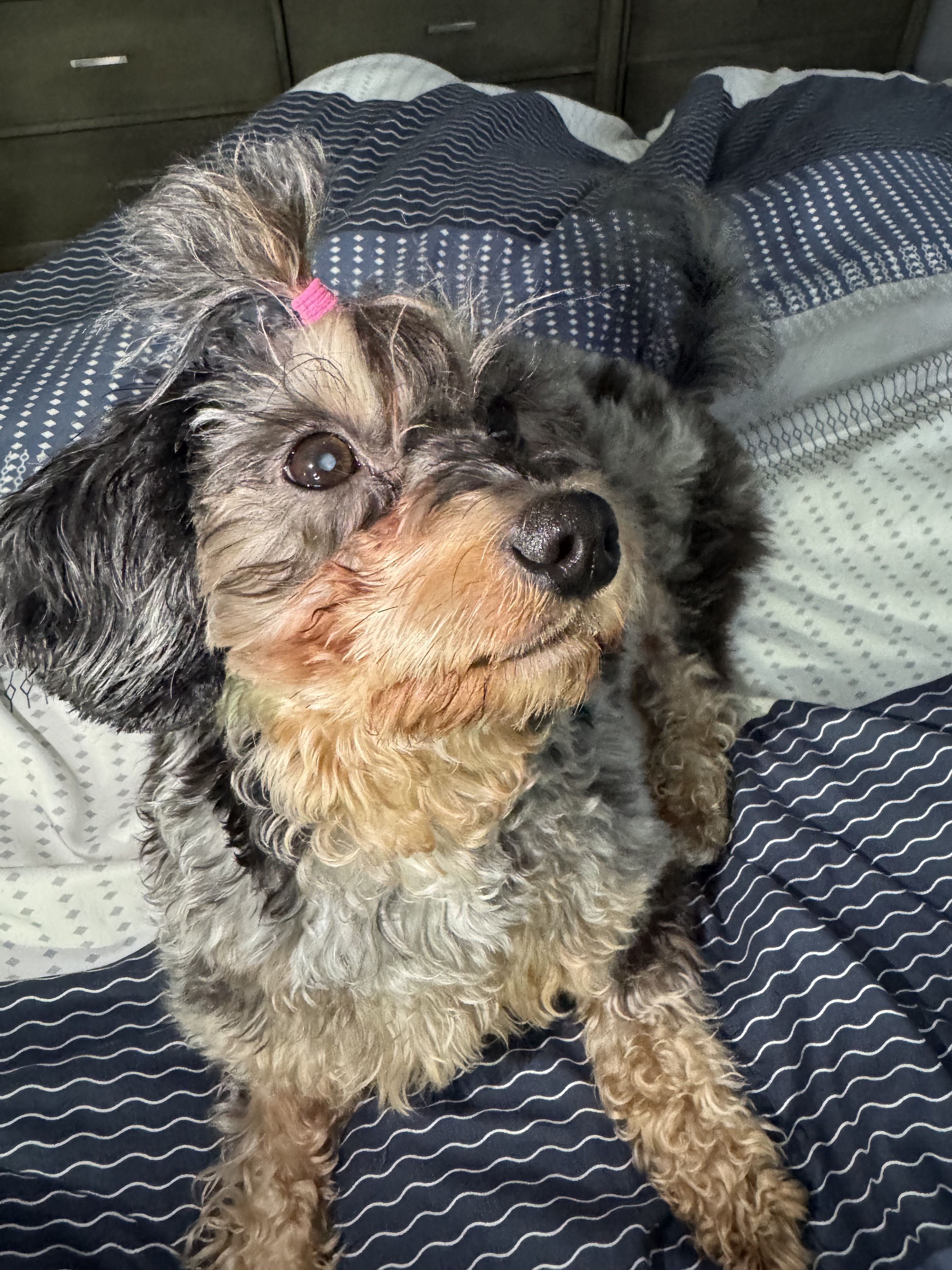 Fundraiser by Jose Rivera : Save Lilo's Vision: Help Our Family
