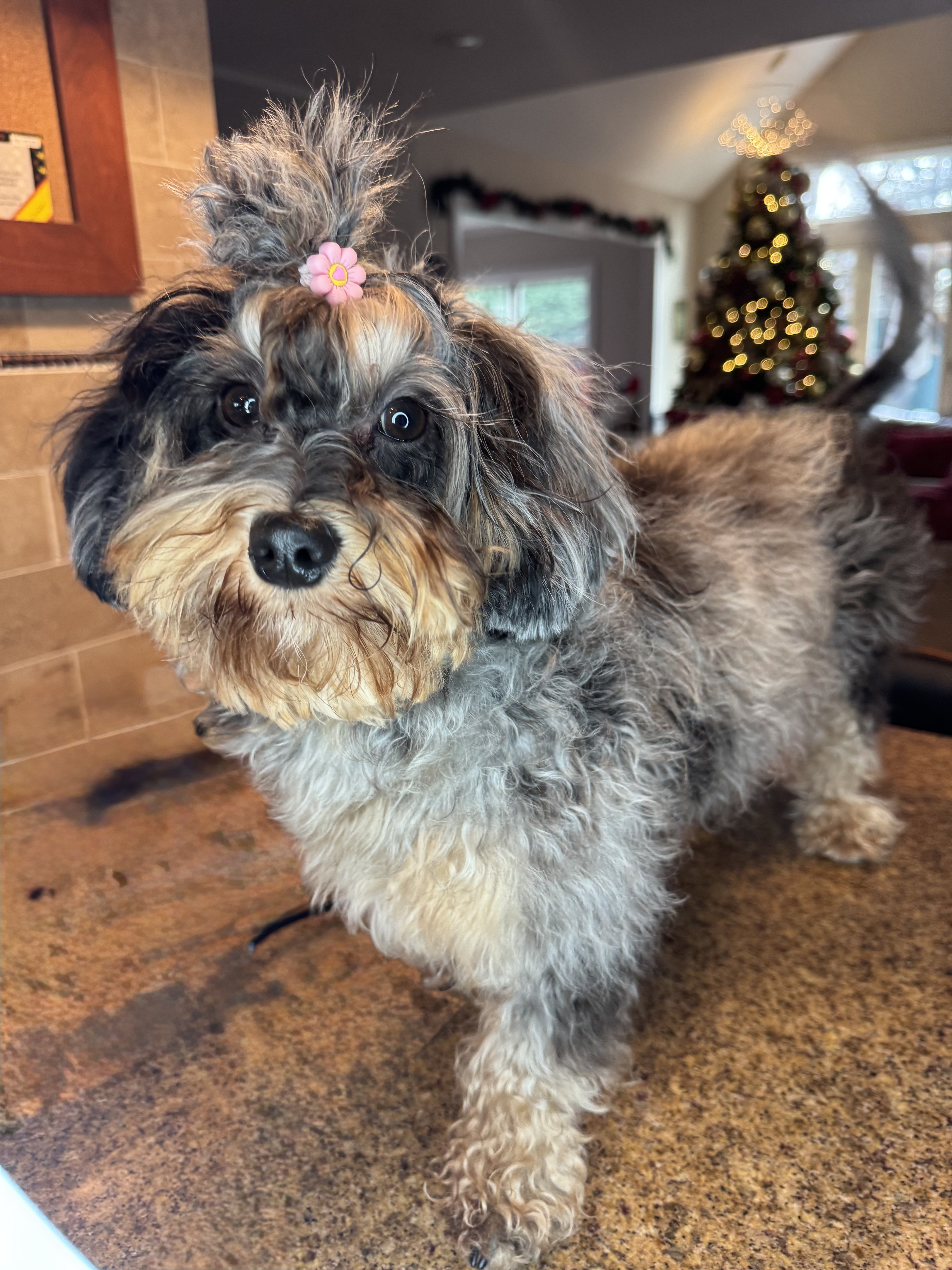 Fundraiser by Jose Rivera : Save Lilo's Vision: Help Our Family