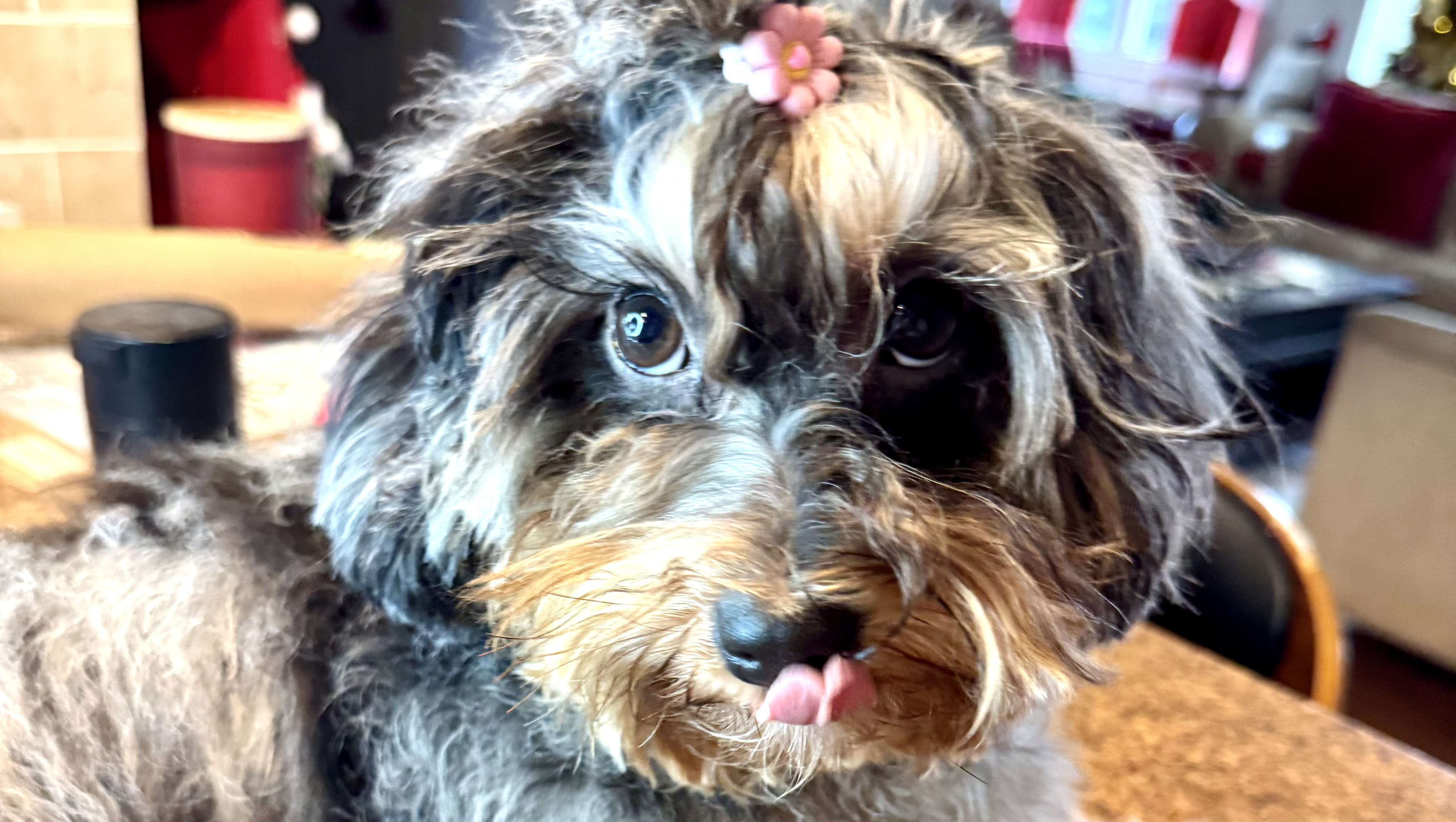 Fundraiser by Jose Rivera : Save Lilo's Vision: Help Our Family