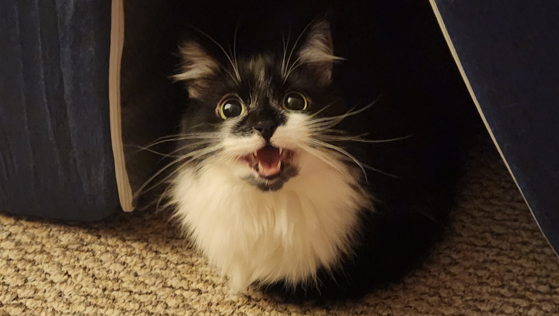 Support Sylvia's Medical Bills photo