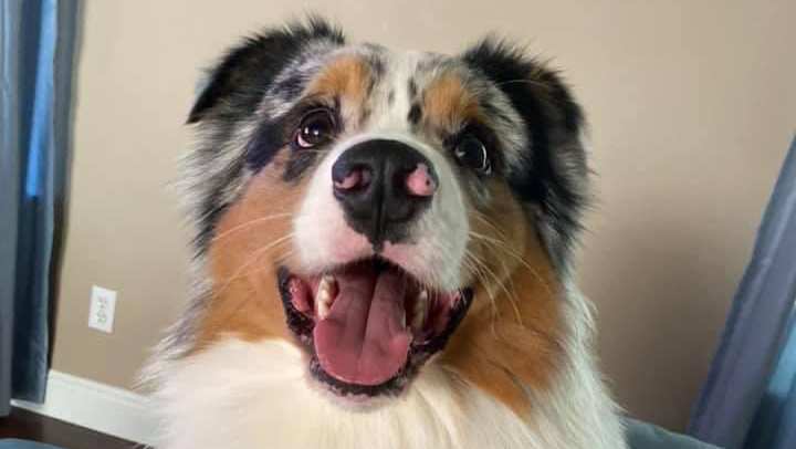 Care for Baloo’s Urgent Treatment photo
