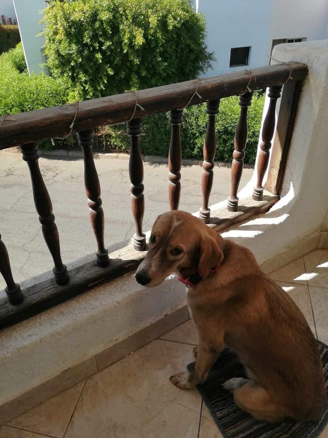 Help Maggie get the Hip Surgery she deserves campaign photo, 5 of 6