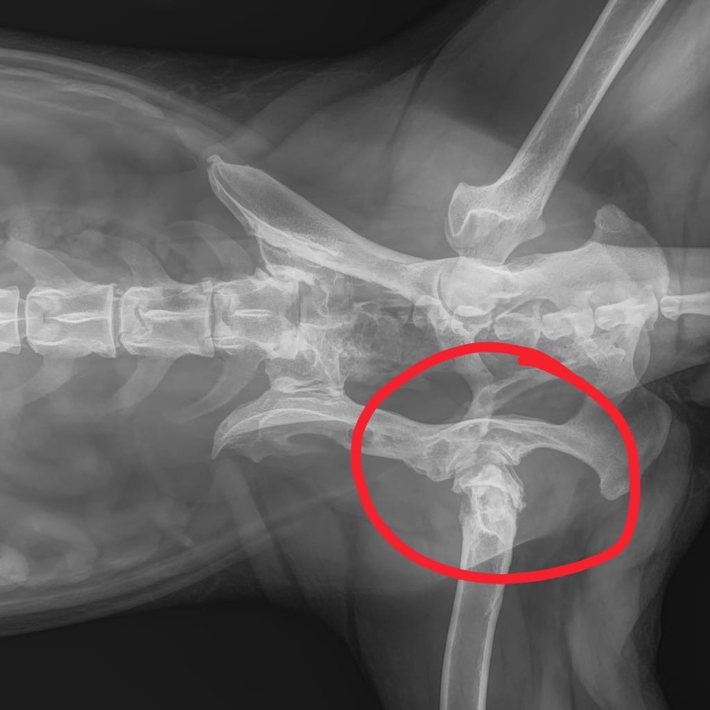 Help Maggie get the Hip Surgery she deserves campaign photo, 2 of 6