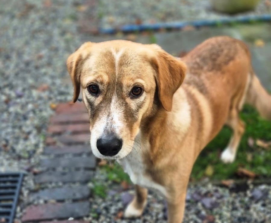 Help Maggie get the Hip Surgery she deserves campaign photo, 4 of 6