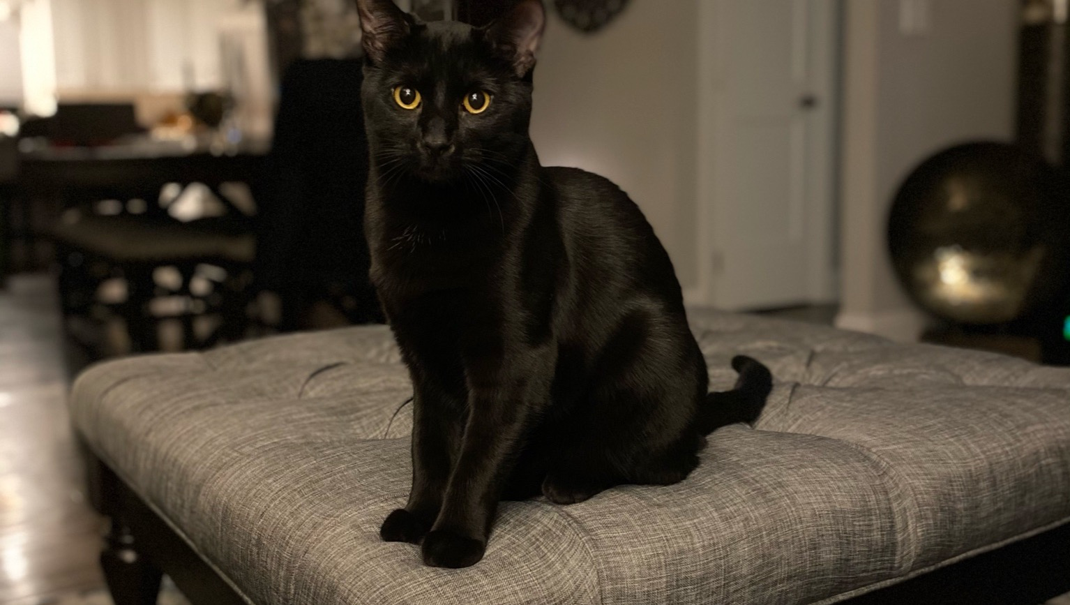 Wall-e's Cancer Treatment Fundraiser photo