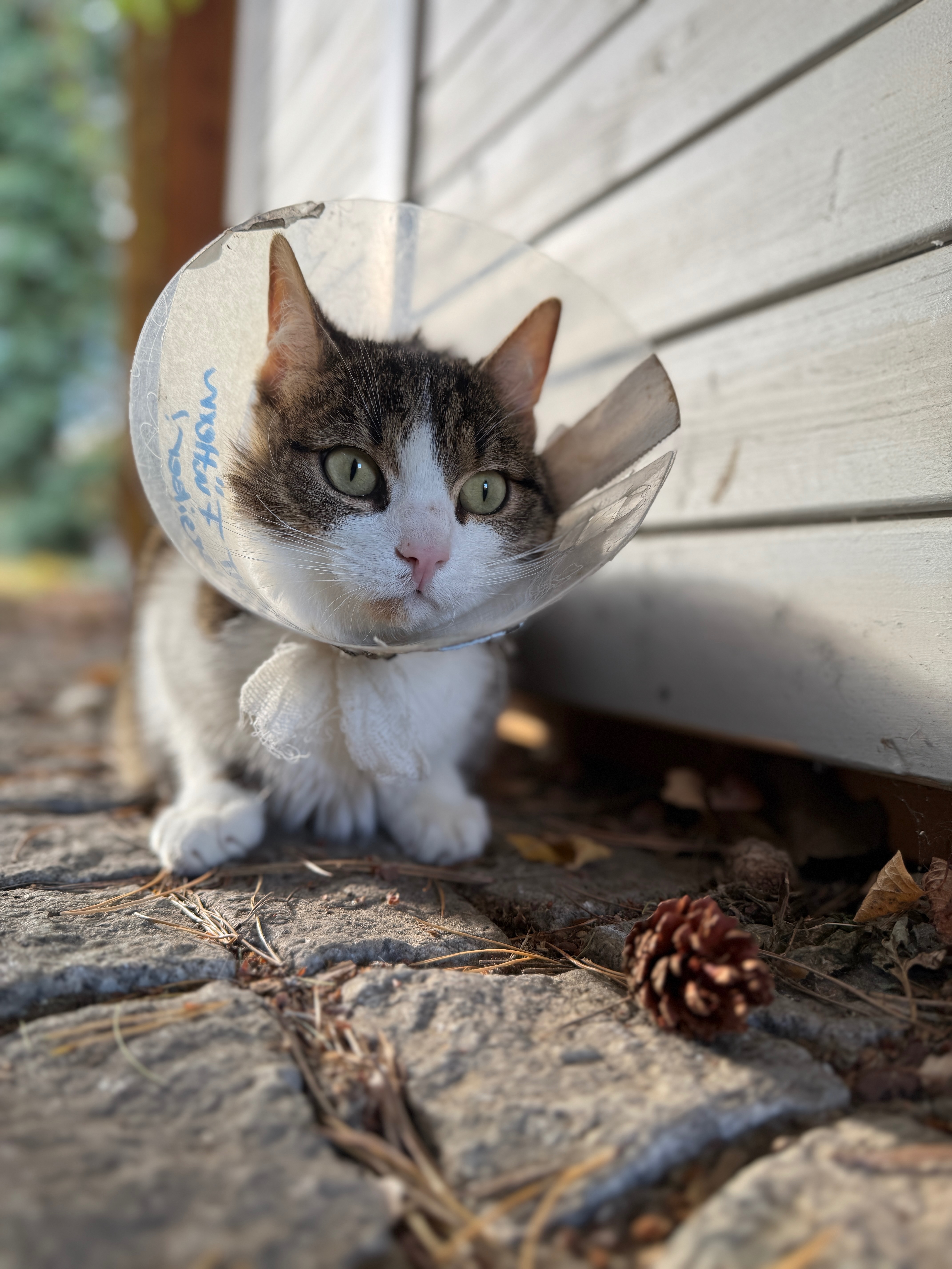 Sheriff: kleiner Kater, großes Leid campaign photo, 7 of 8