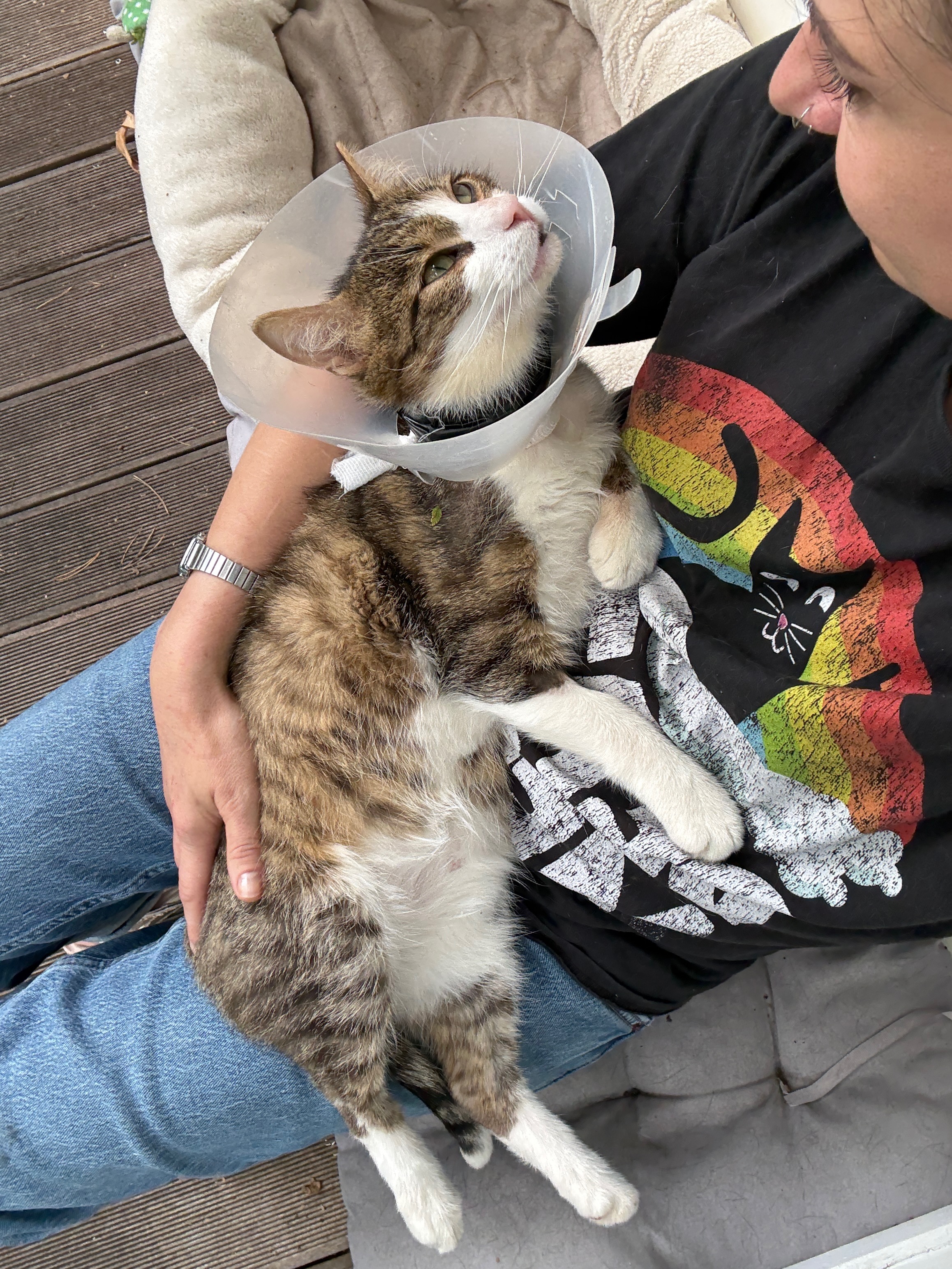 Sheriff: kleiner Kater, großes Leid campaign photo, 2 of 8