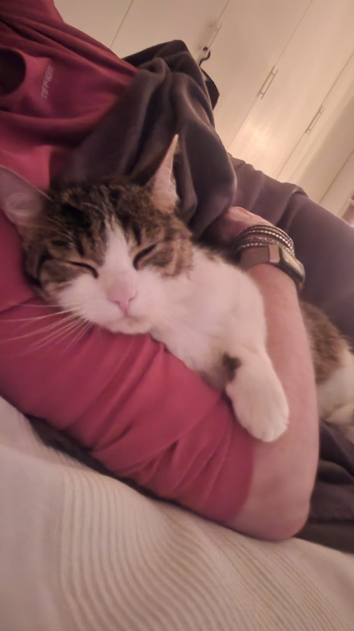 Sheriff: kleiner Kater, großes Leid campaign photo, 4 of 8