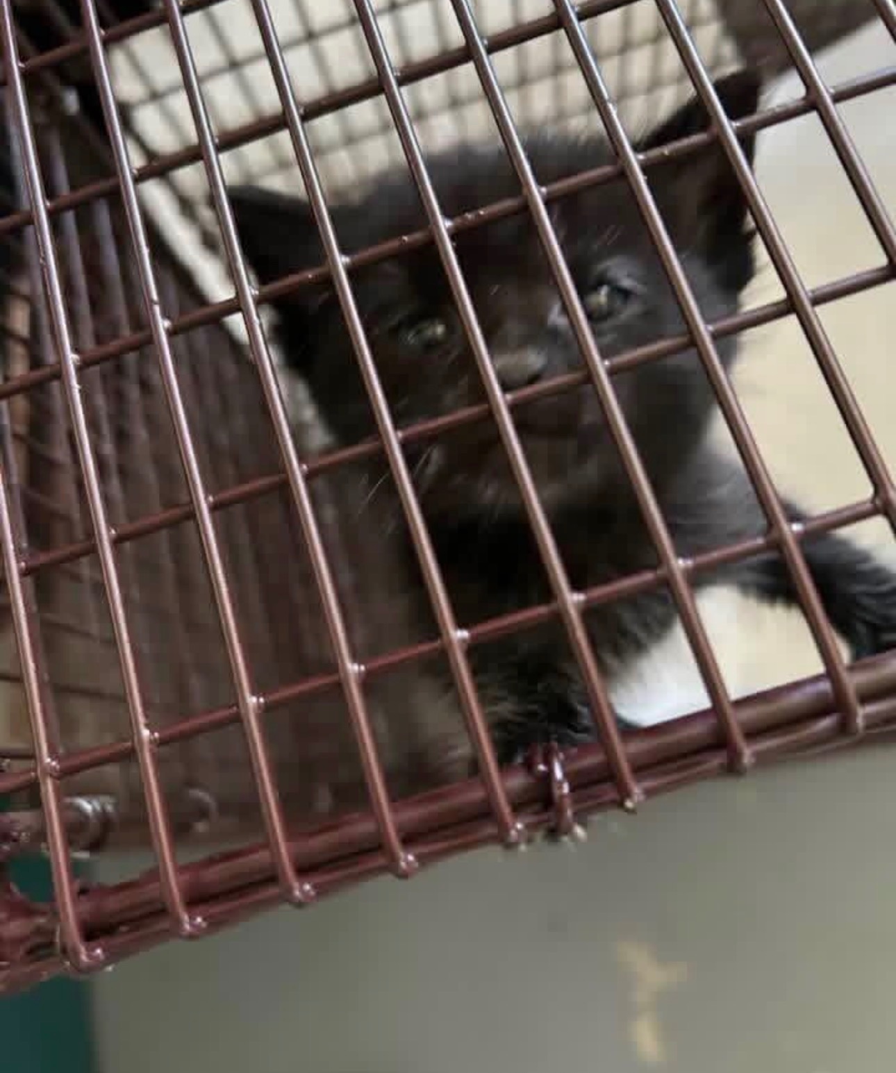 Help Whiskers World Inc with Vet Bills, TNR, Food, Supplies campaign photo, 7 of 8