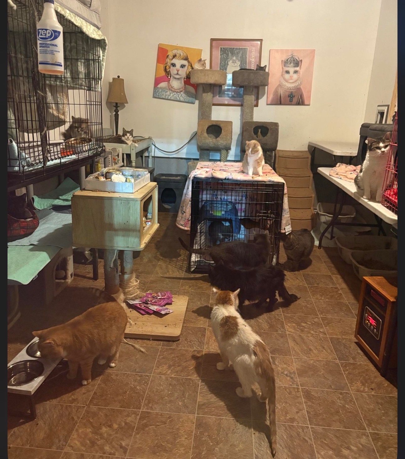 Help Whiskers World Inc with Vet Bills, TNR, Food, Supplies campaign photo, 2 of 8