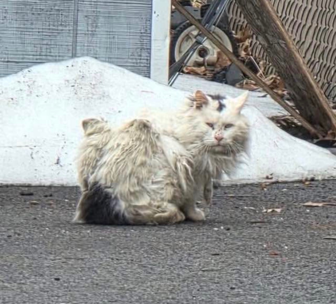 Help Whiskers World Inc with Vet Bills, TNR, Food, Supplies campaign photo, 4 of 8