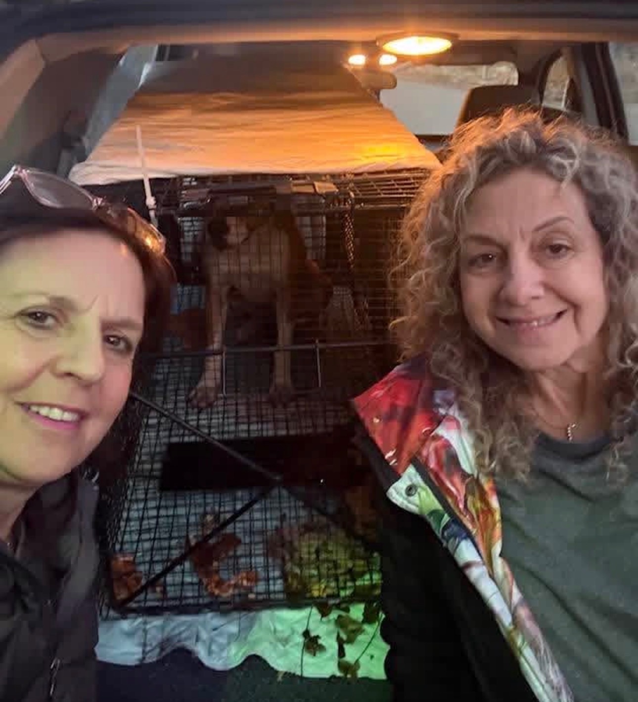 Help Whiskers World Inc with Vet Bills, TNR, Food, Supplies campaign photo, 5 of 8