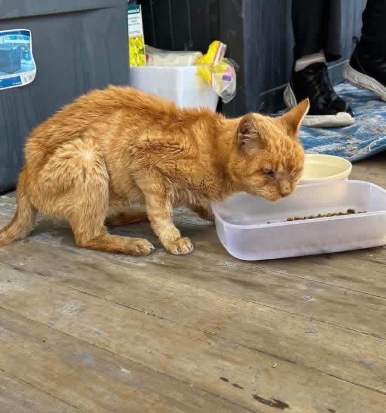 Help Whiskers World Inc with Vet Bills, TNR, Food, Supplies campaign photo, 6 of 8