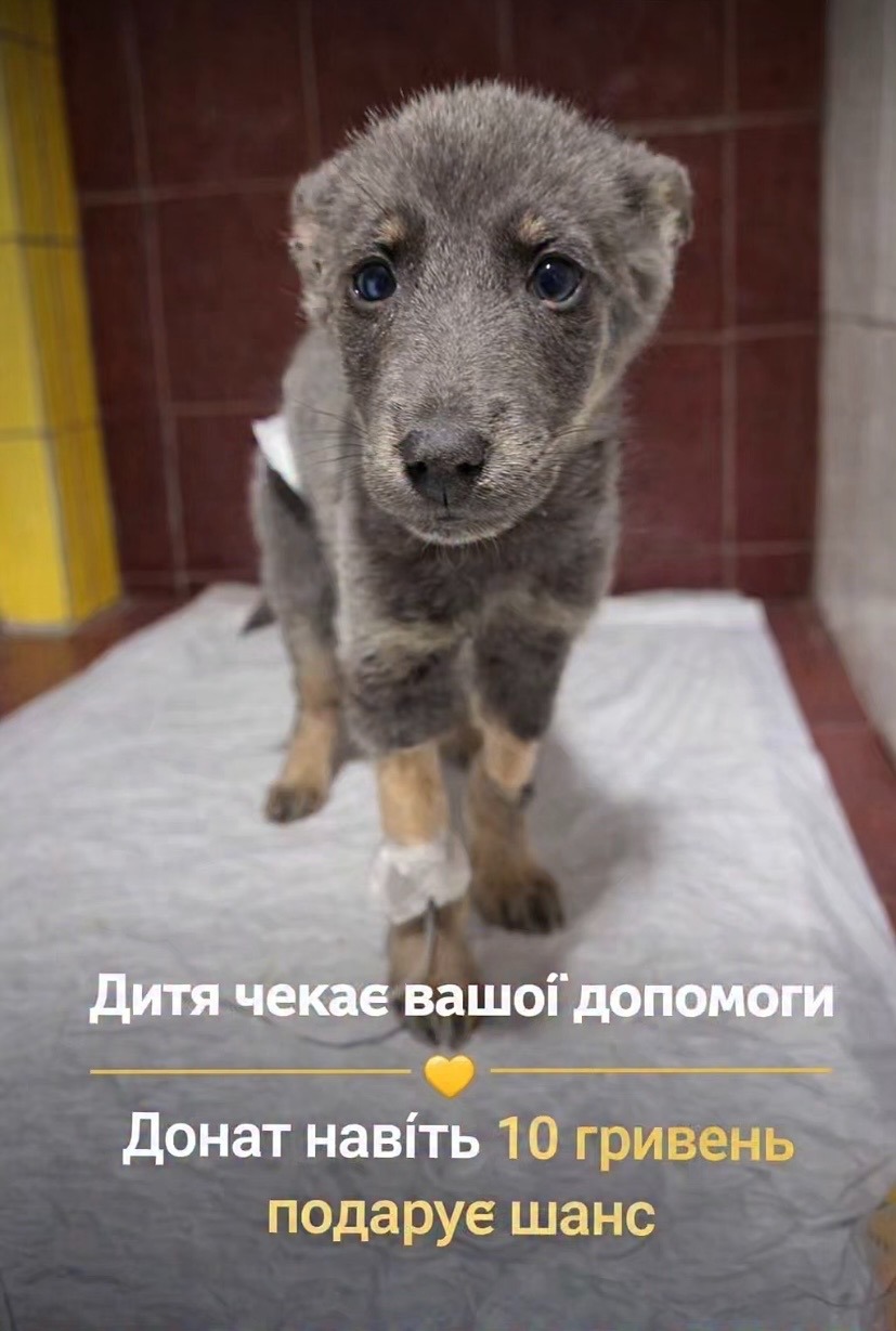 Help Feed & Protect 1,500 Animals in Dnipro region, Ukraine campaign photo, 2 of 7