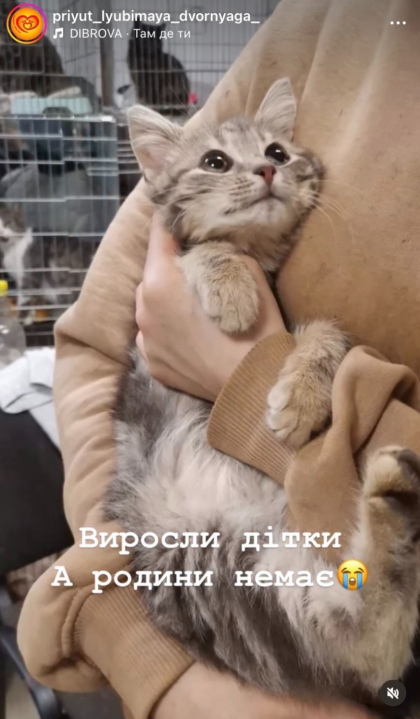 Help Feed & Protect 1,500 Animals in Dnipro region, Ukraine campaign photo, 4 of 7