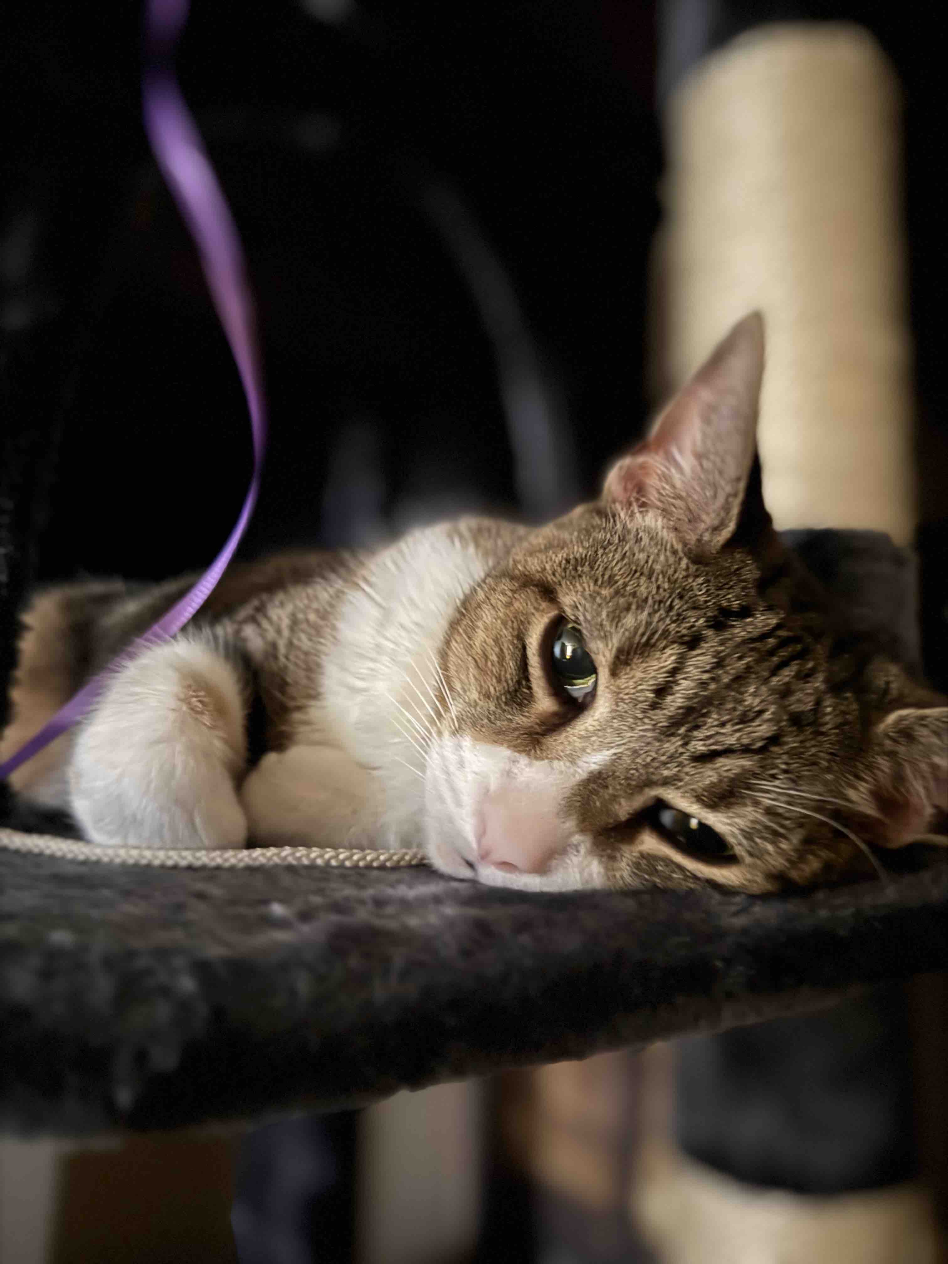 Help Sophie Get Urgent Dental Surgery March 3rd campaign photo, 6 of 8