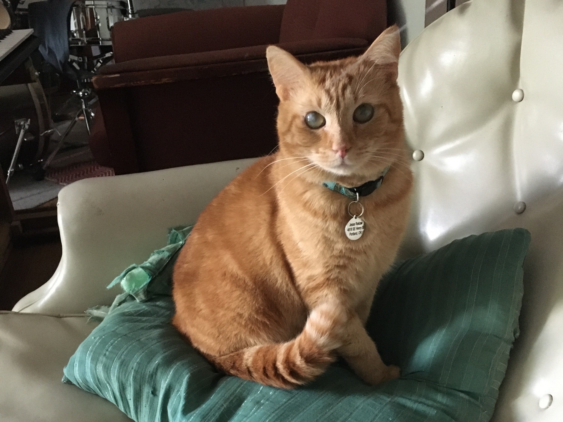 Help Tango Get the Dental Care He Needs campaign photo, 6 of 7