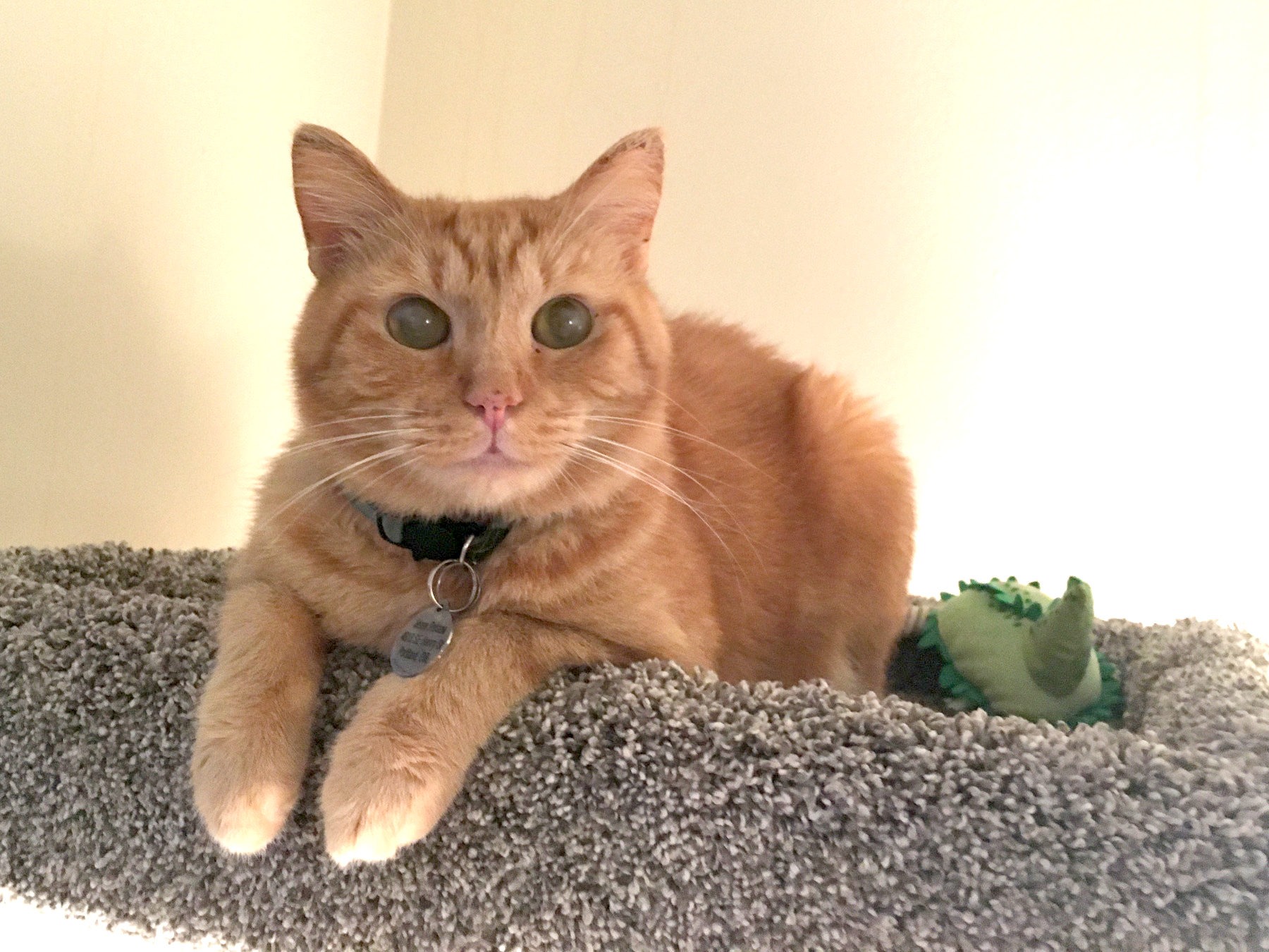 Help Tango Get the Dental Care He Needs campaign photo, 2 of 7