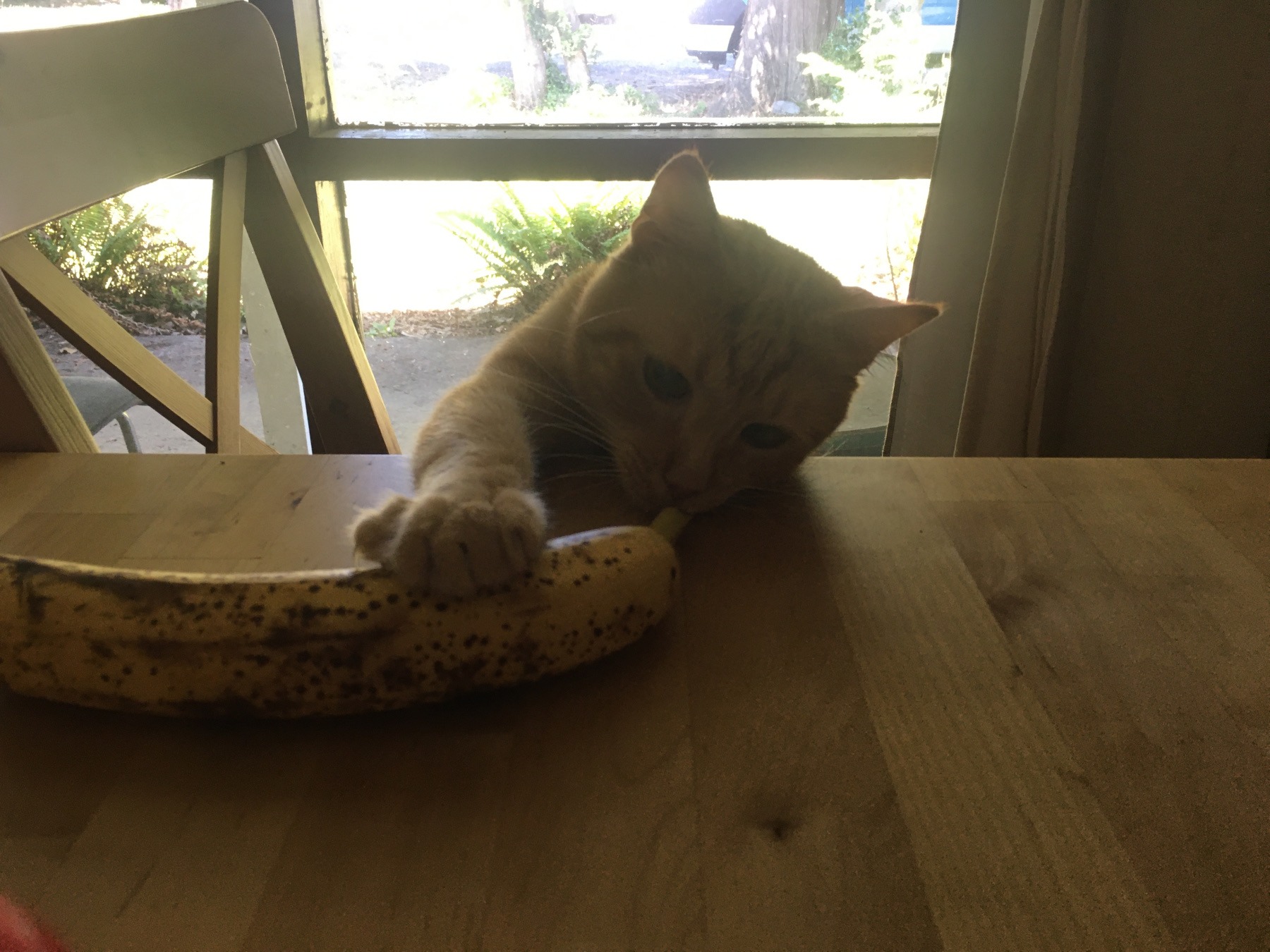 Help Tango Get the Dental Care He Needs campaign photo, 4 of 7