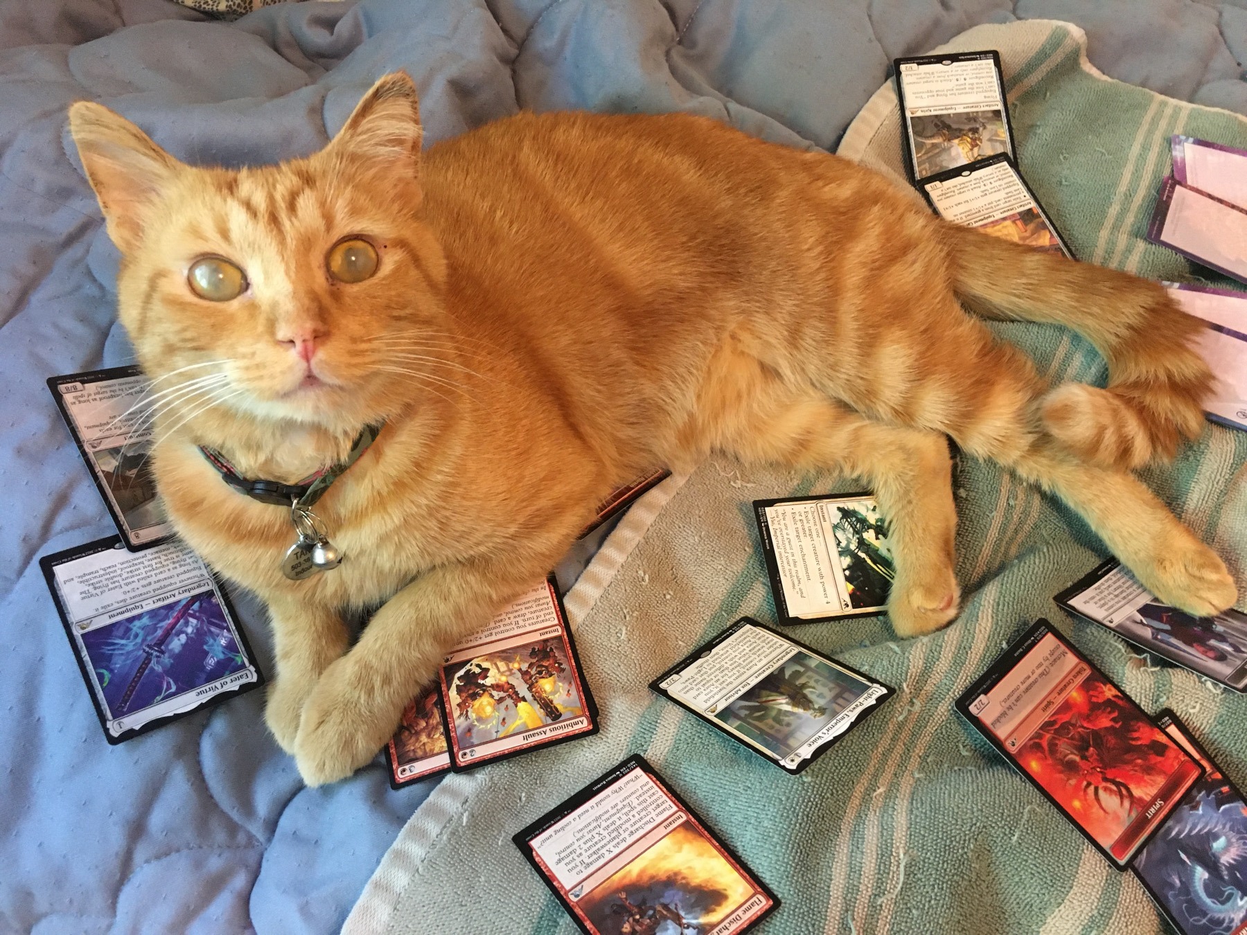 Help Tango Get the Dental Care He Needs campaign photo, 5 of 7