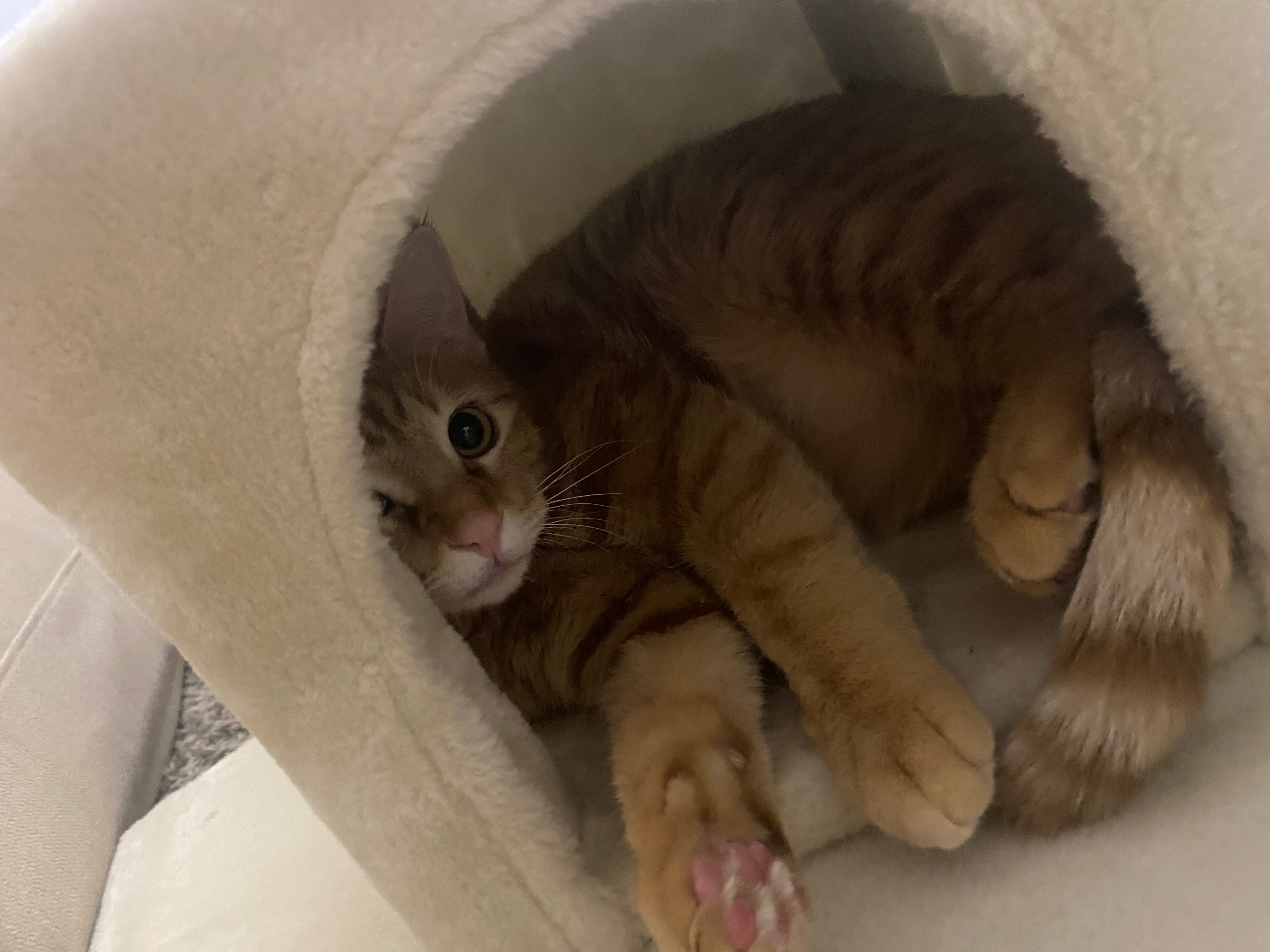 Fundraiser by April Valencia : Help Sunny Get Life-Saving Surgery