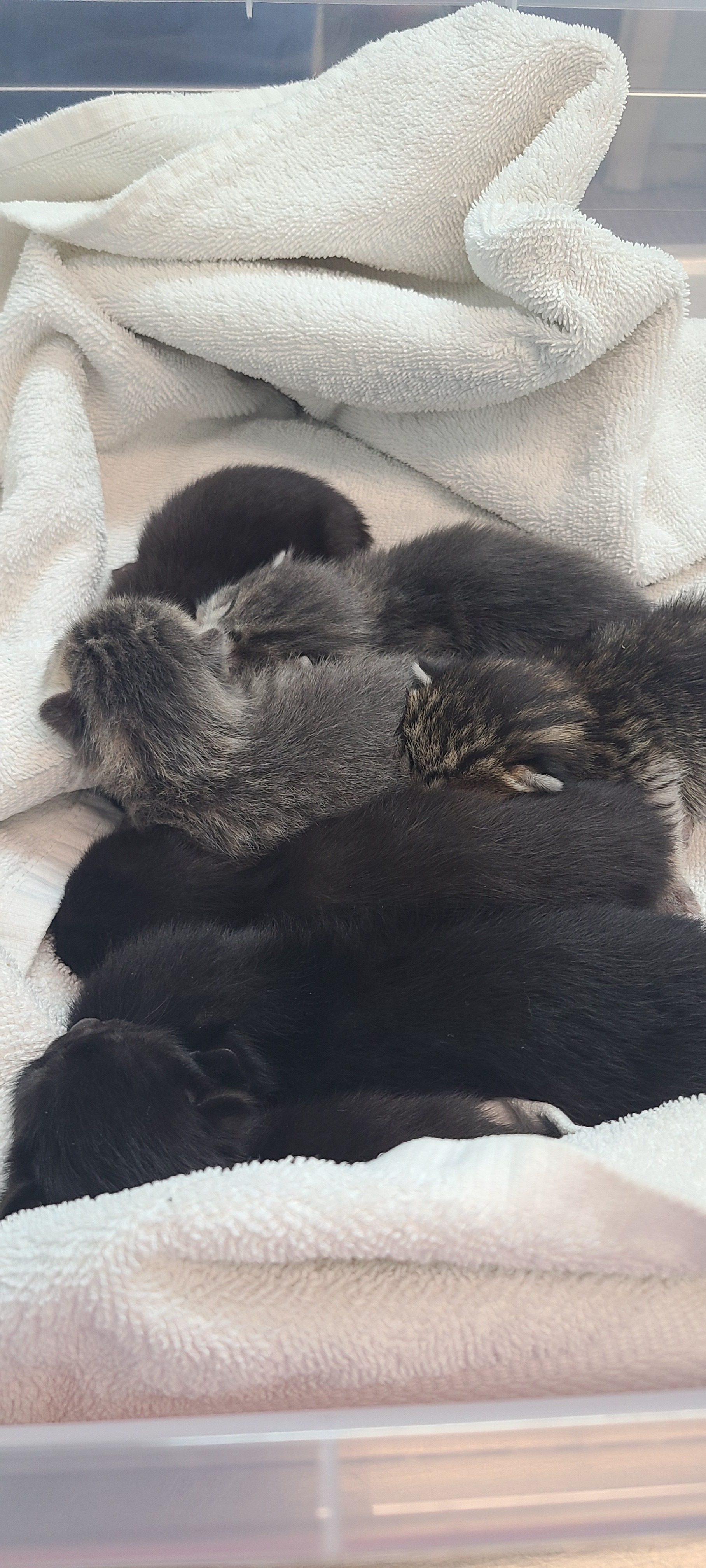 Care for Freya and Her Kittens in Need campaign photo, 4 of 5