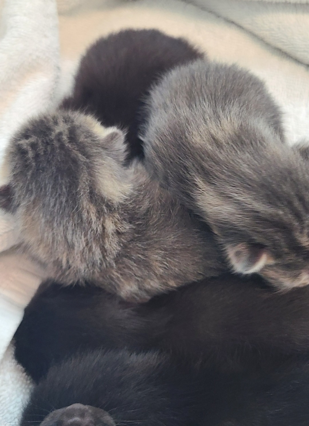 Care for Freya and Her Kittens in Need campaign photo, 2 of 5