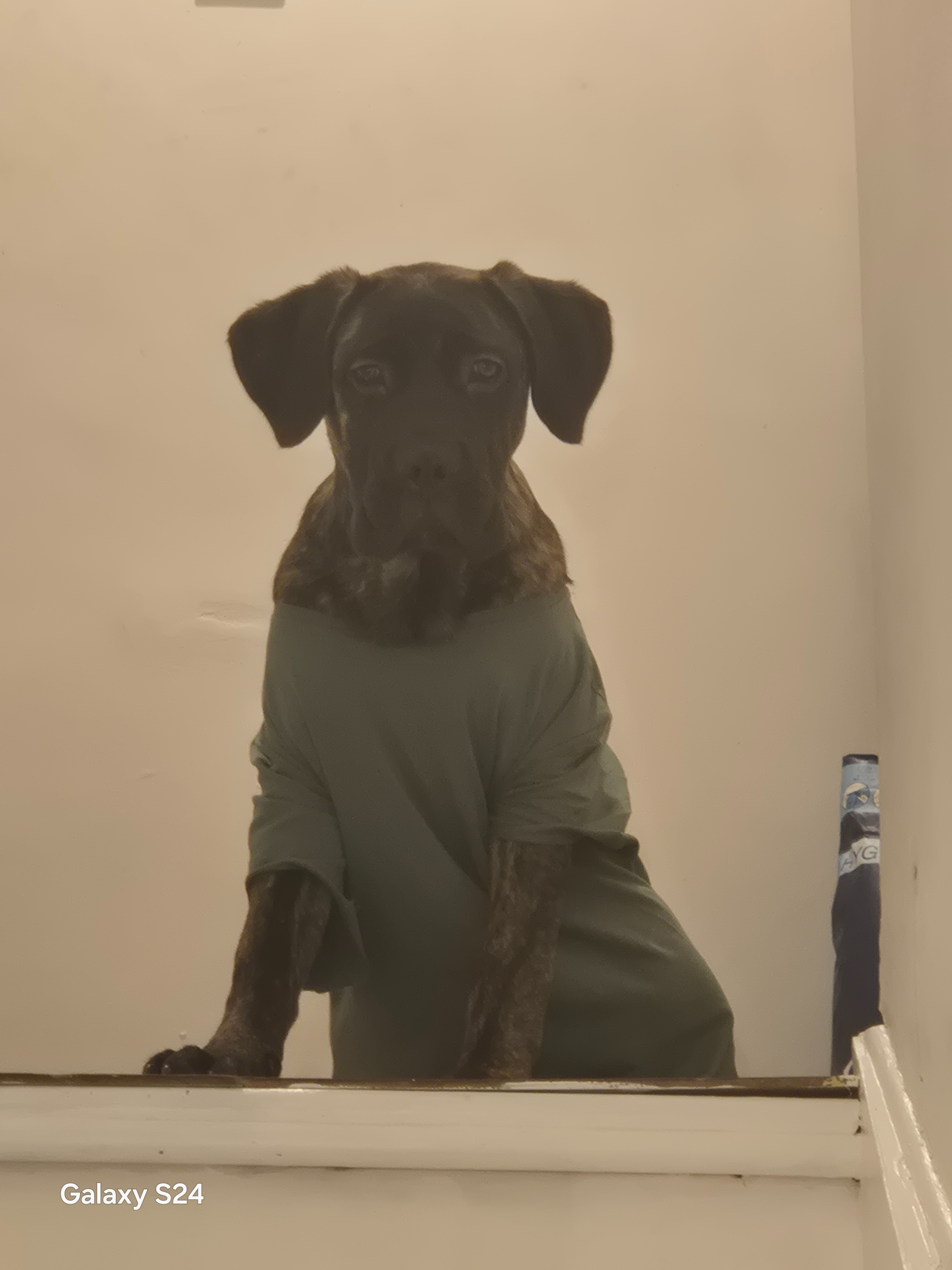 Help me to reunite my son with his dog. campaign photo, 4 of 7