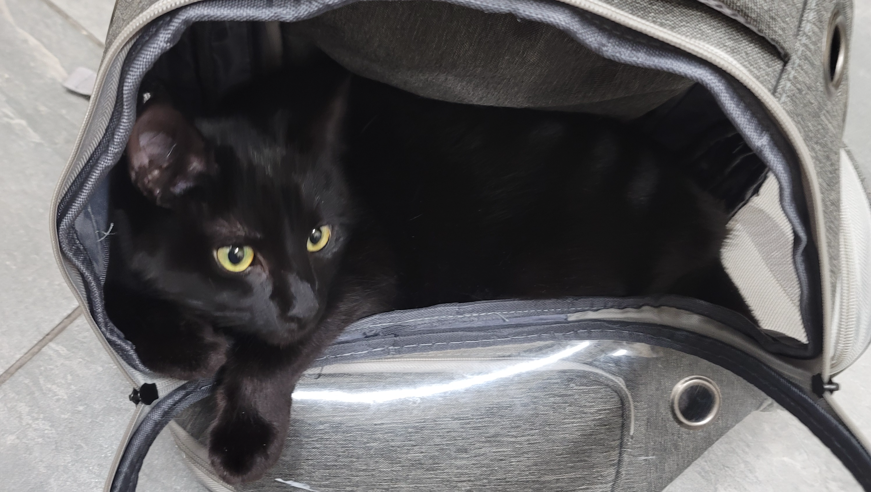Help Linus Get the Care He Deserves photo